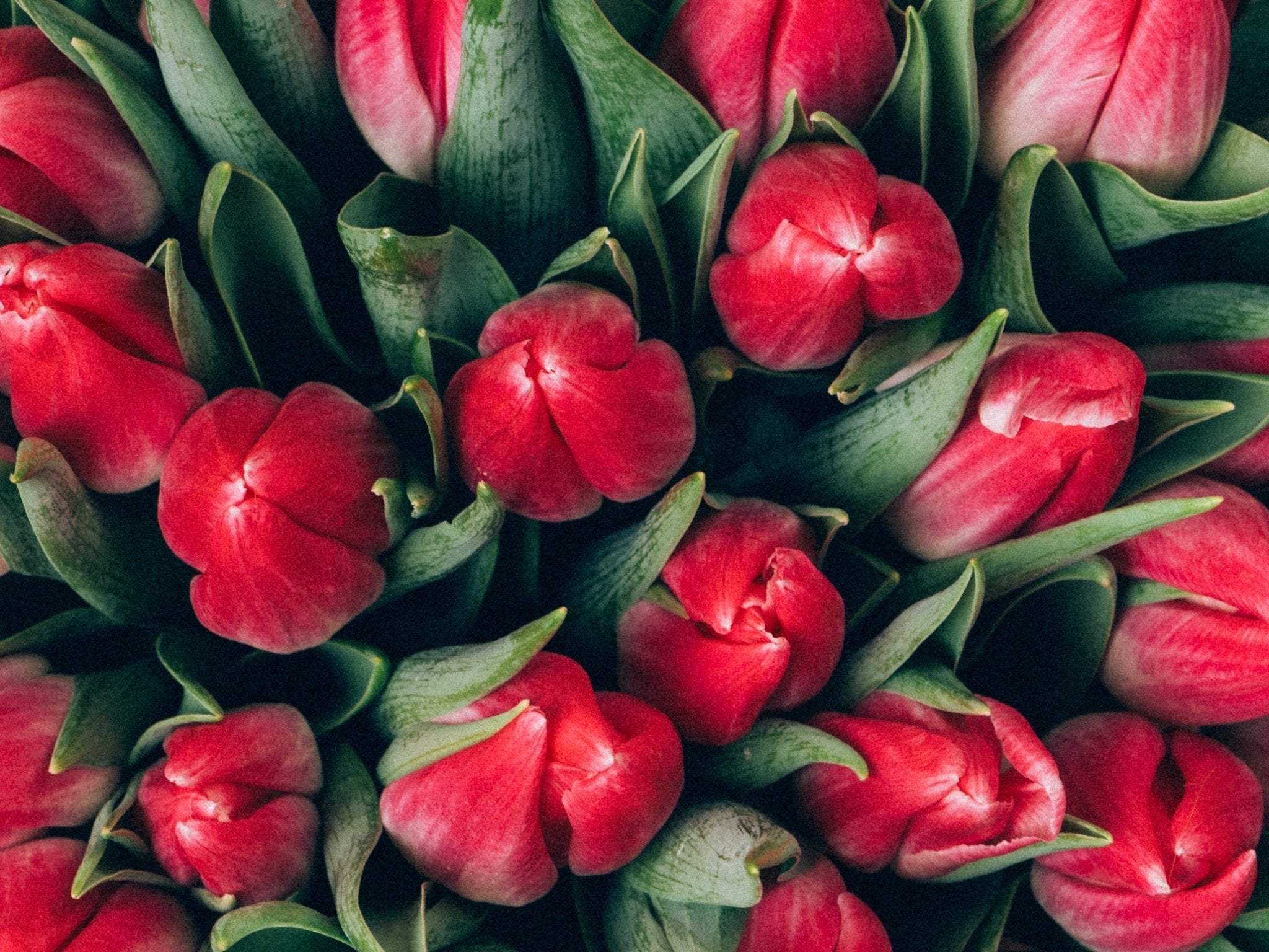 Tulipano: varietà, significato e guida alla coltivazione - OrygoFlora