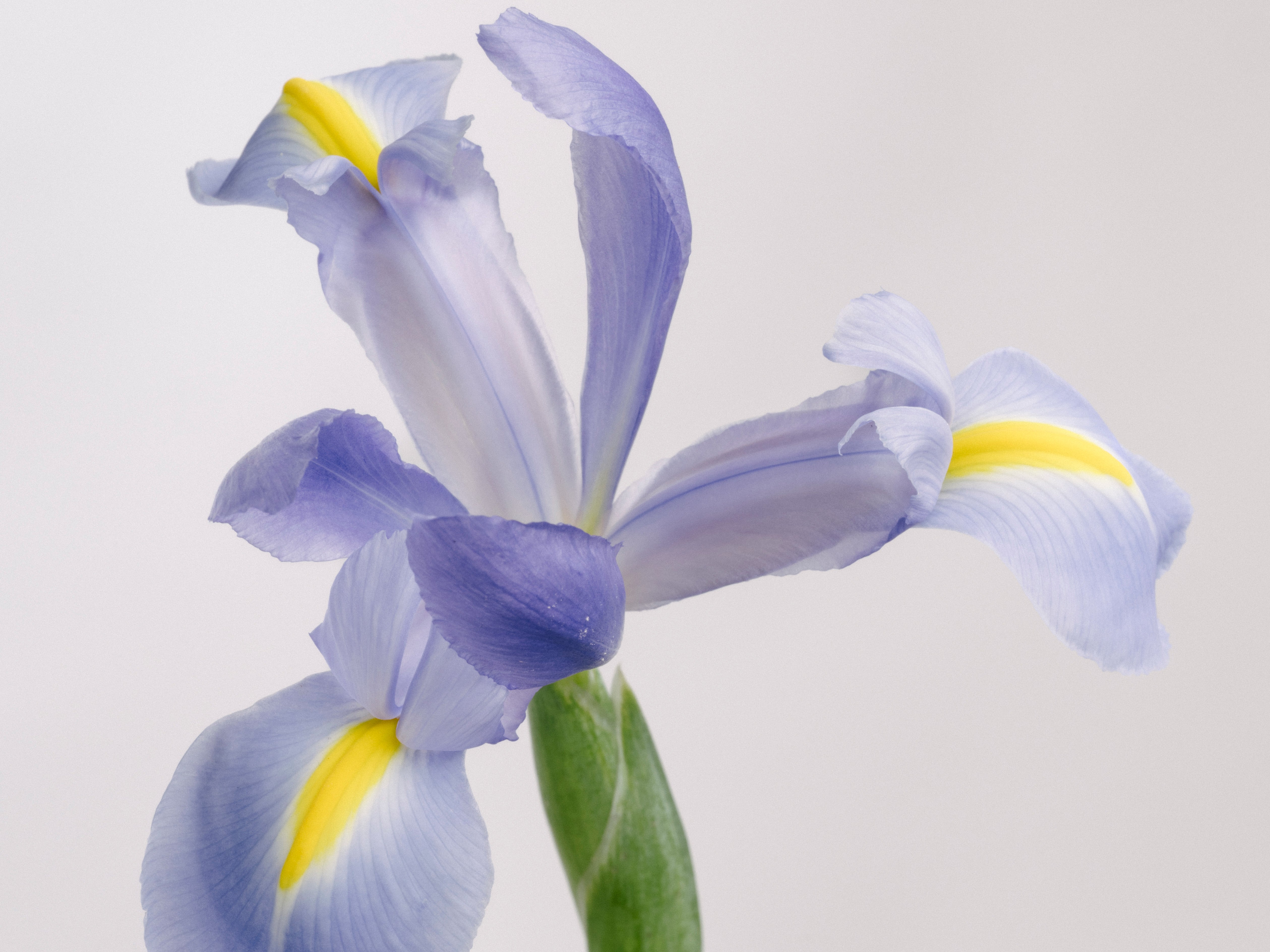 Iris fiore: significato, varietà e guida coltivazione