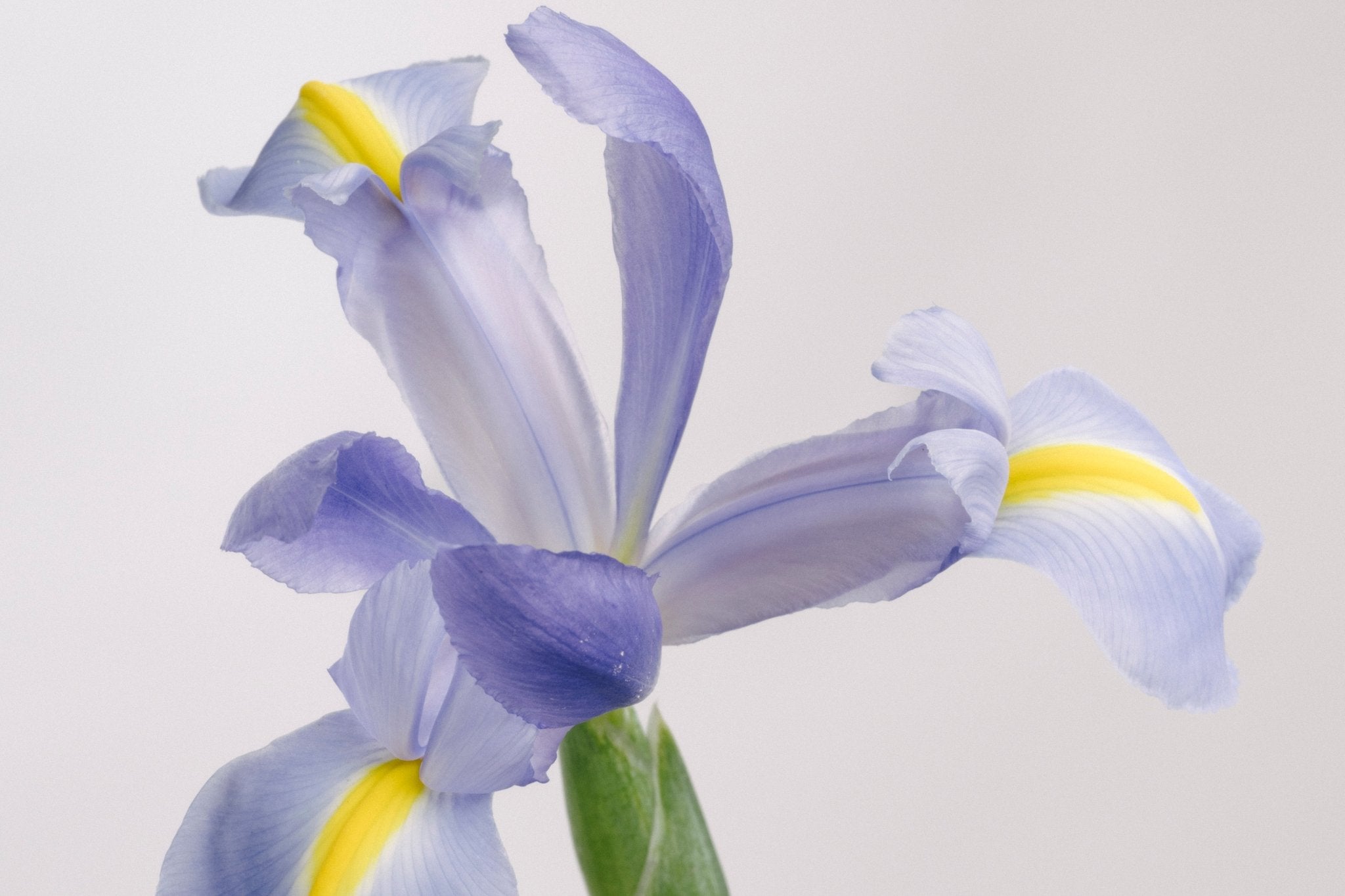 Iris fiore: significato, varietà e guida coltivazione - OrygoFlora