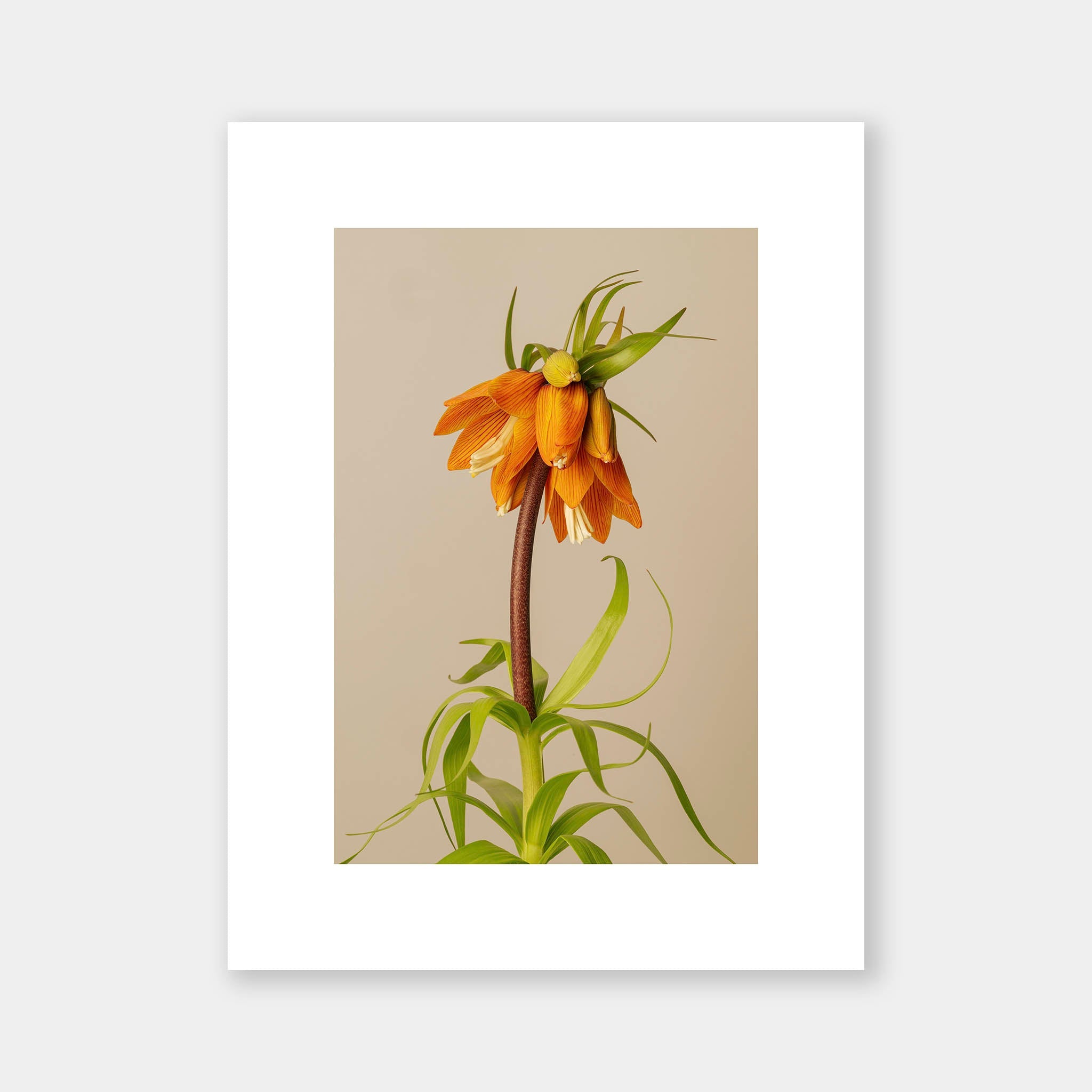 Exuberance - OrygoFlora