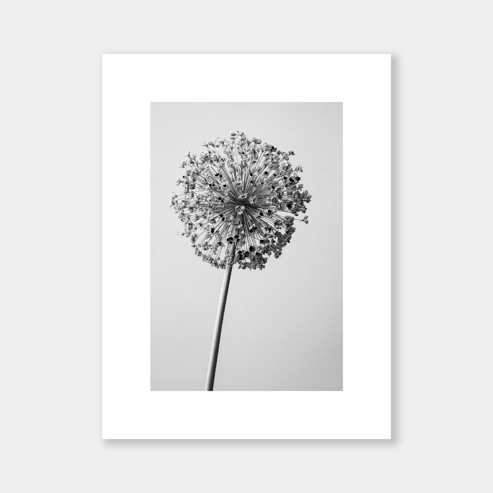 Monochrome - OrygoFlora