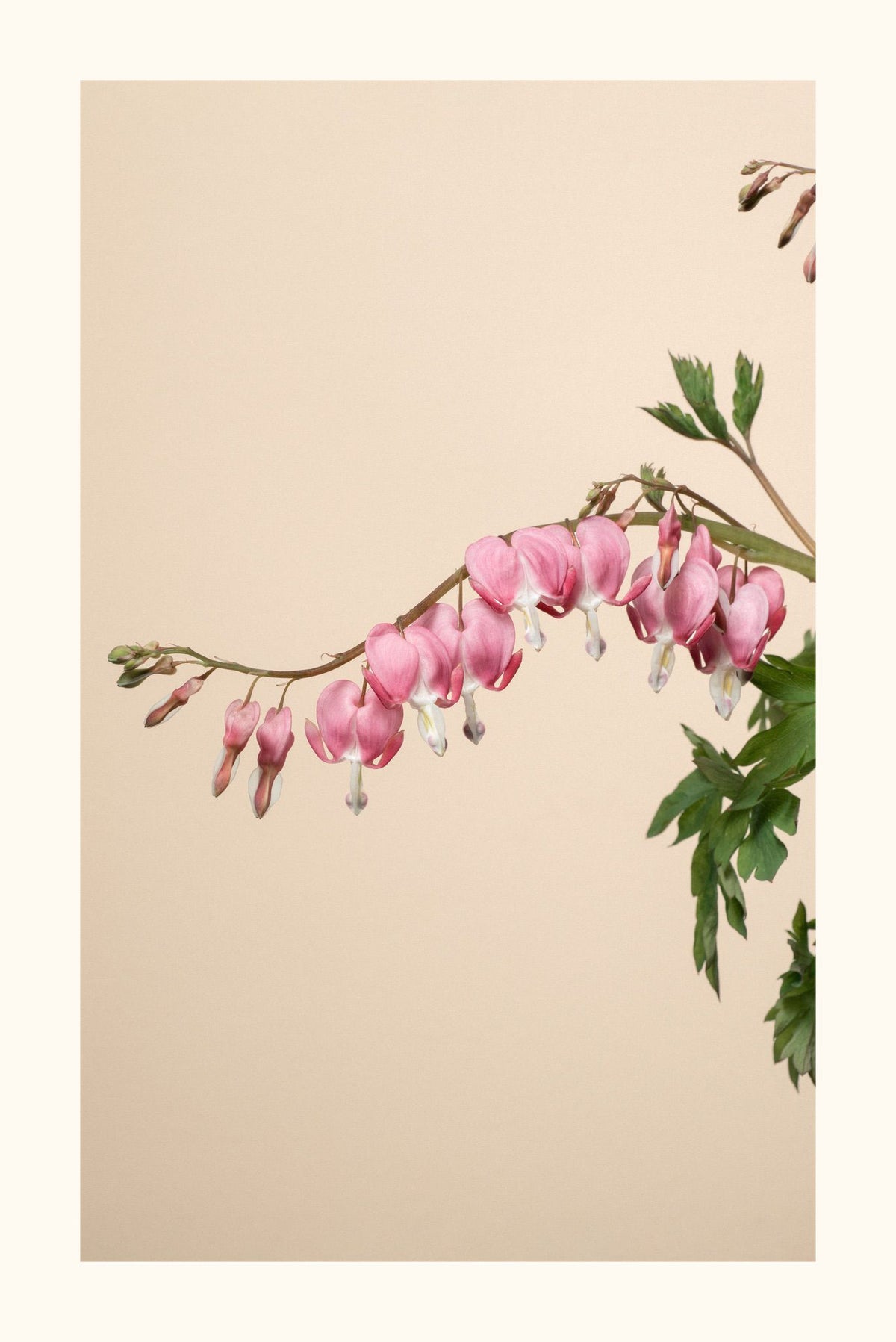 Cuori in fiore Aurea