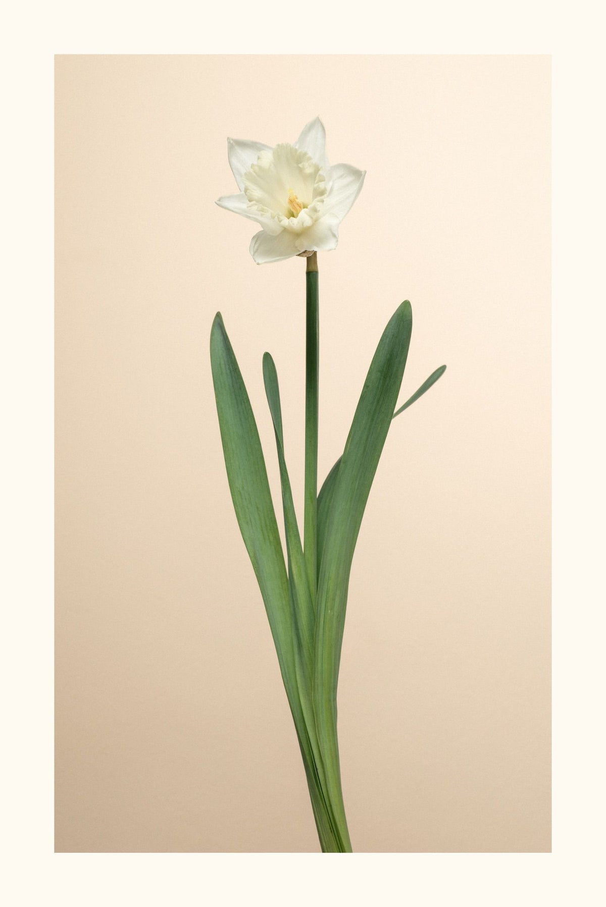 Narciso Bianco Aurea