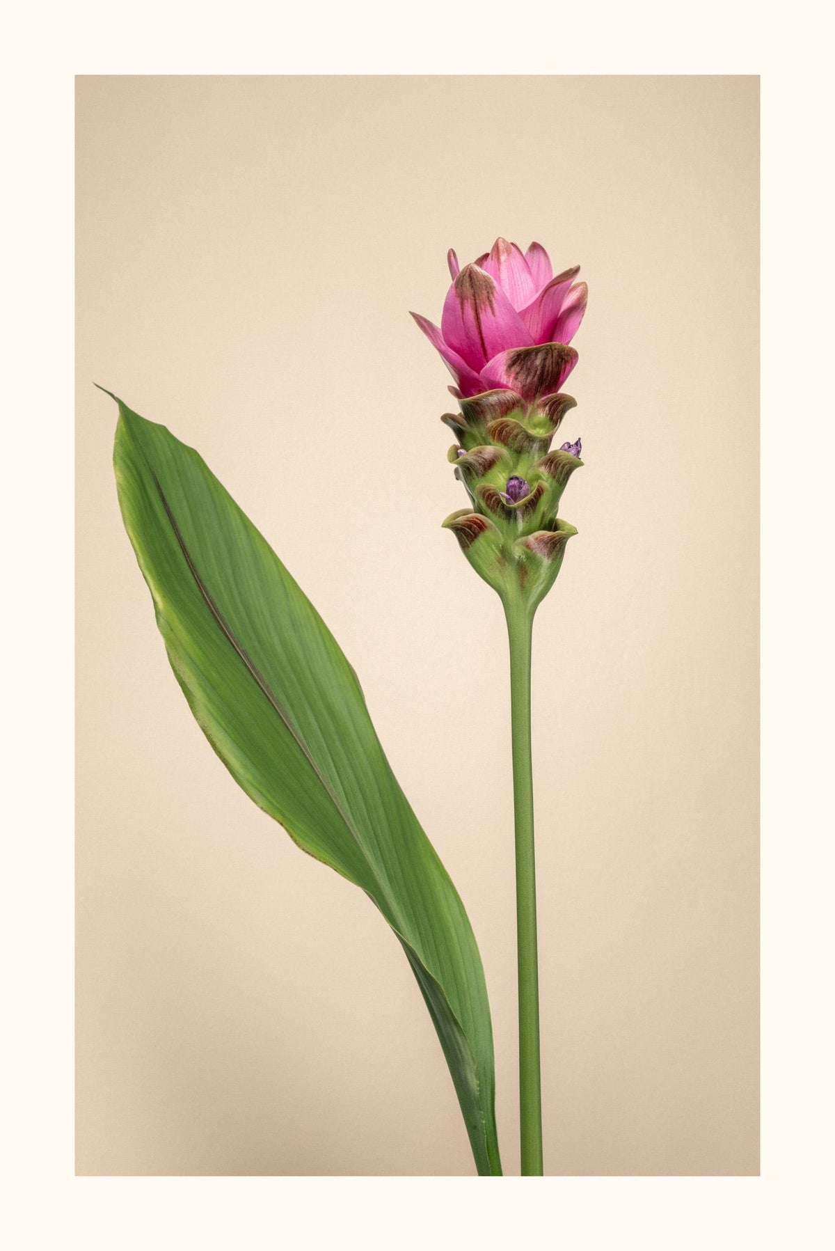Tulipano del Siam Aurea