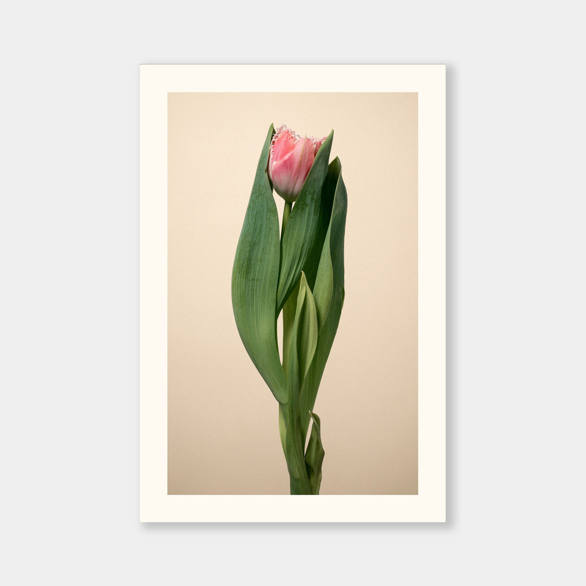 Tulipano merletto rosa Aurea