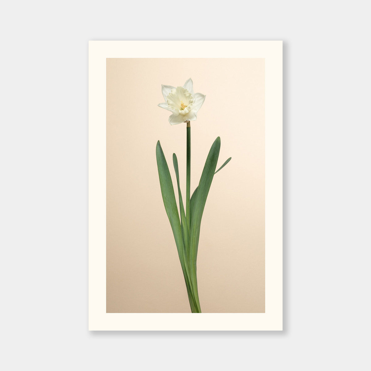 Narciso Bianco Aurea