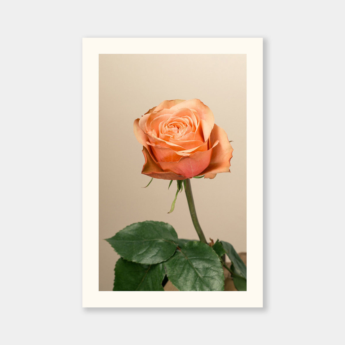 Rosa pesca Aurea
