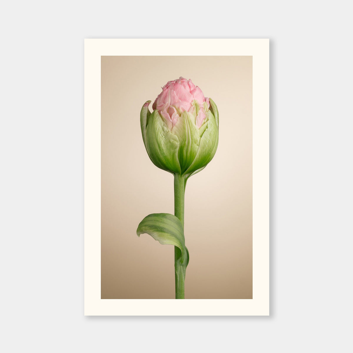 Tulipa Ice Cream Aurea