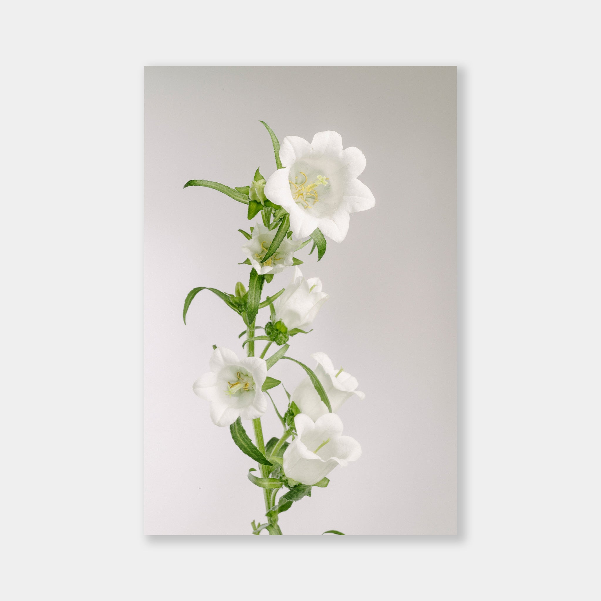 Campanula Bianca - OrygoFlora - 1 - Stampa fine art