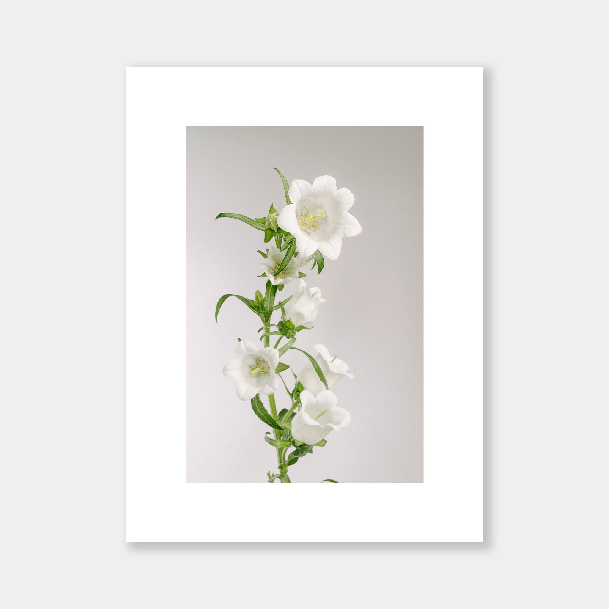 Campanula Bianca - OrygoFlora - 3 - Stampa fine art