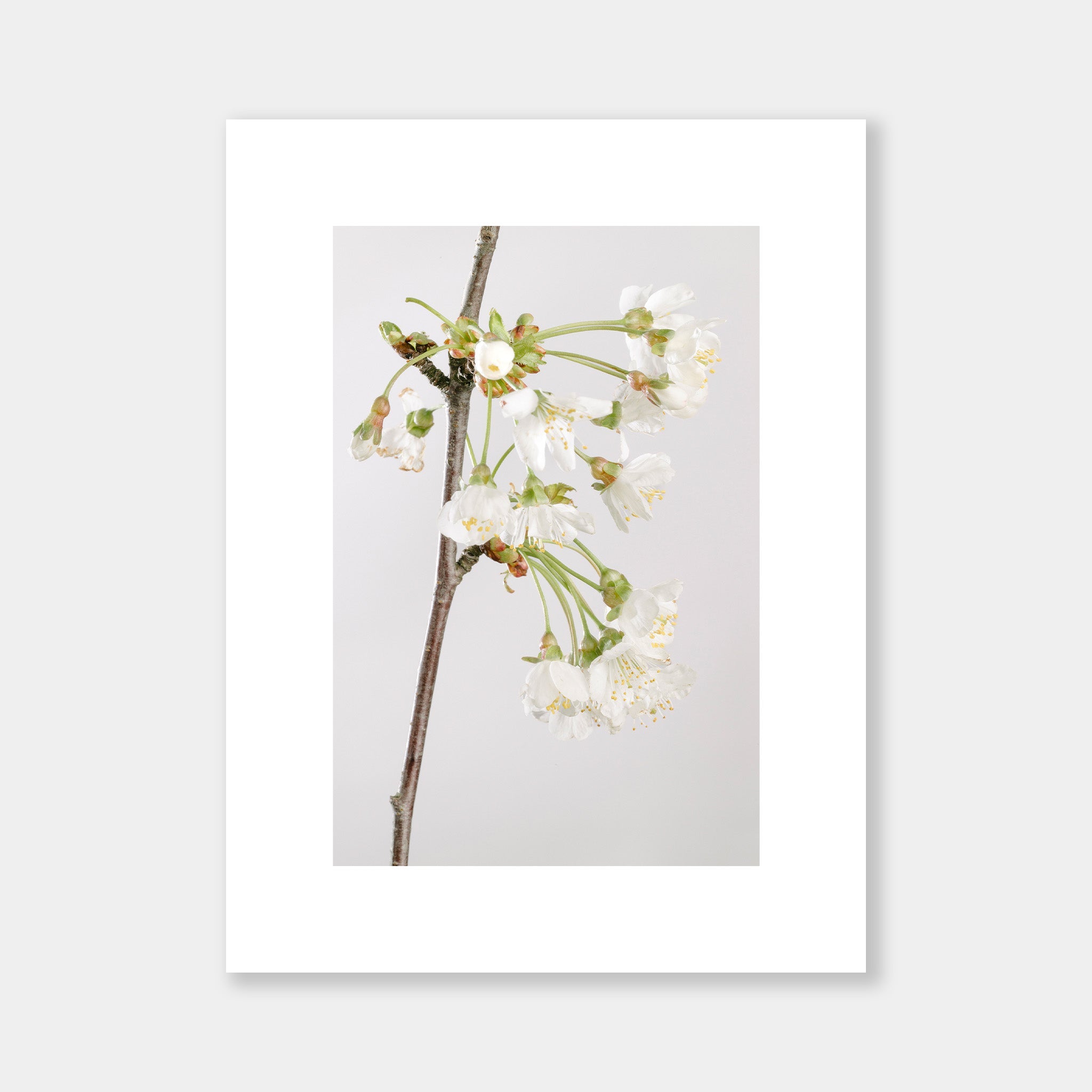 Ciliegio - OrygoFlora - 3 - Stampa fine art