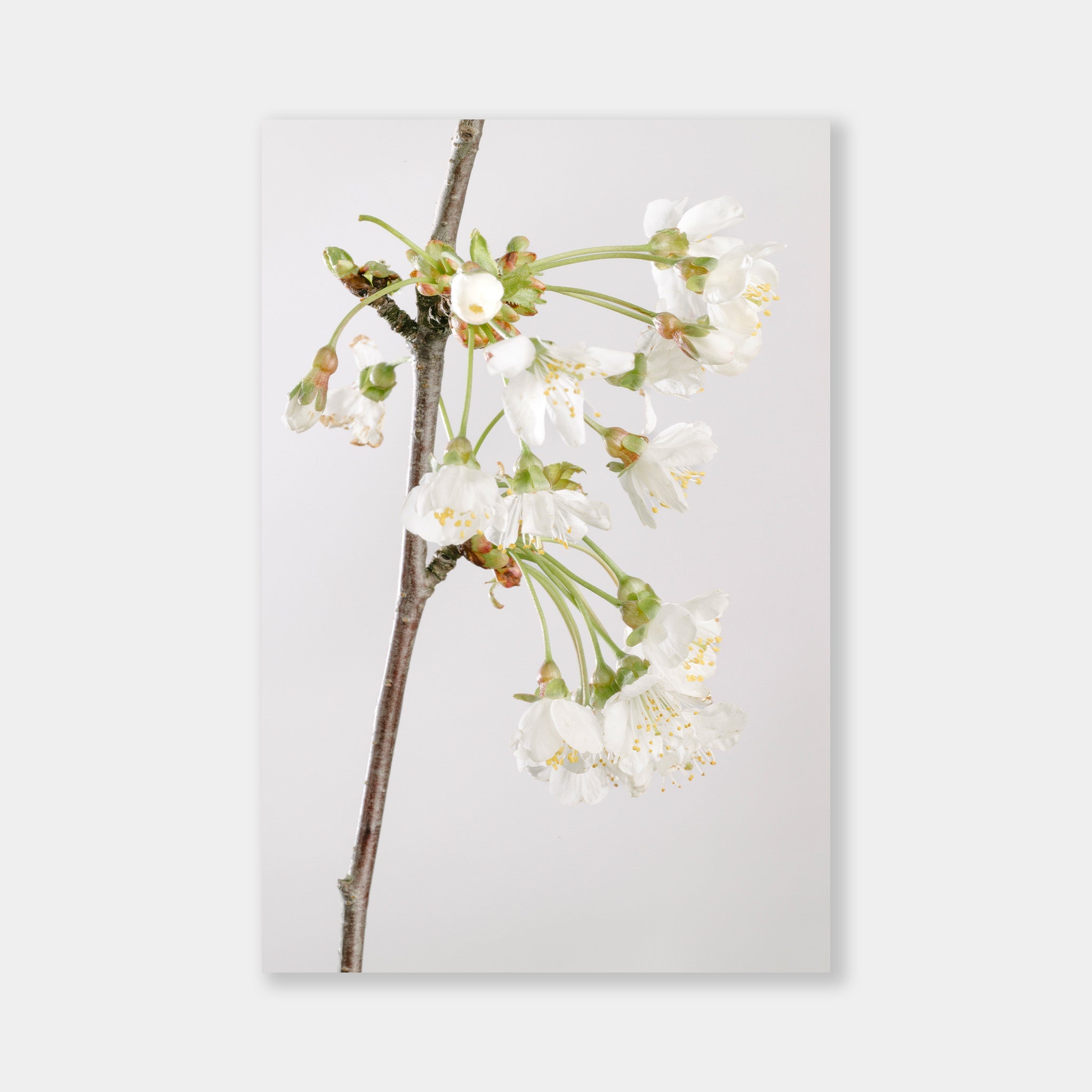 Ciliegio - OrygoFlora - 1 - Stampa fine art