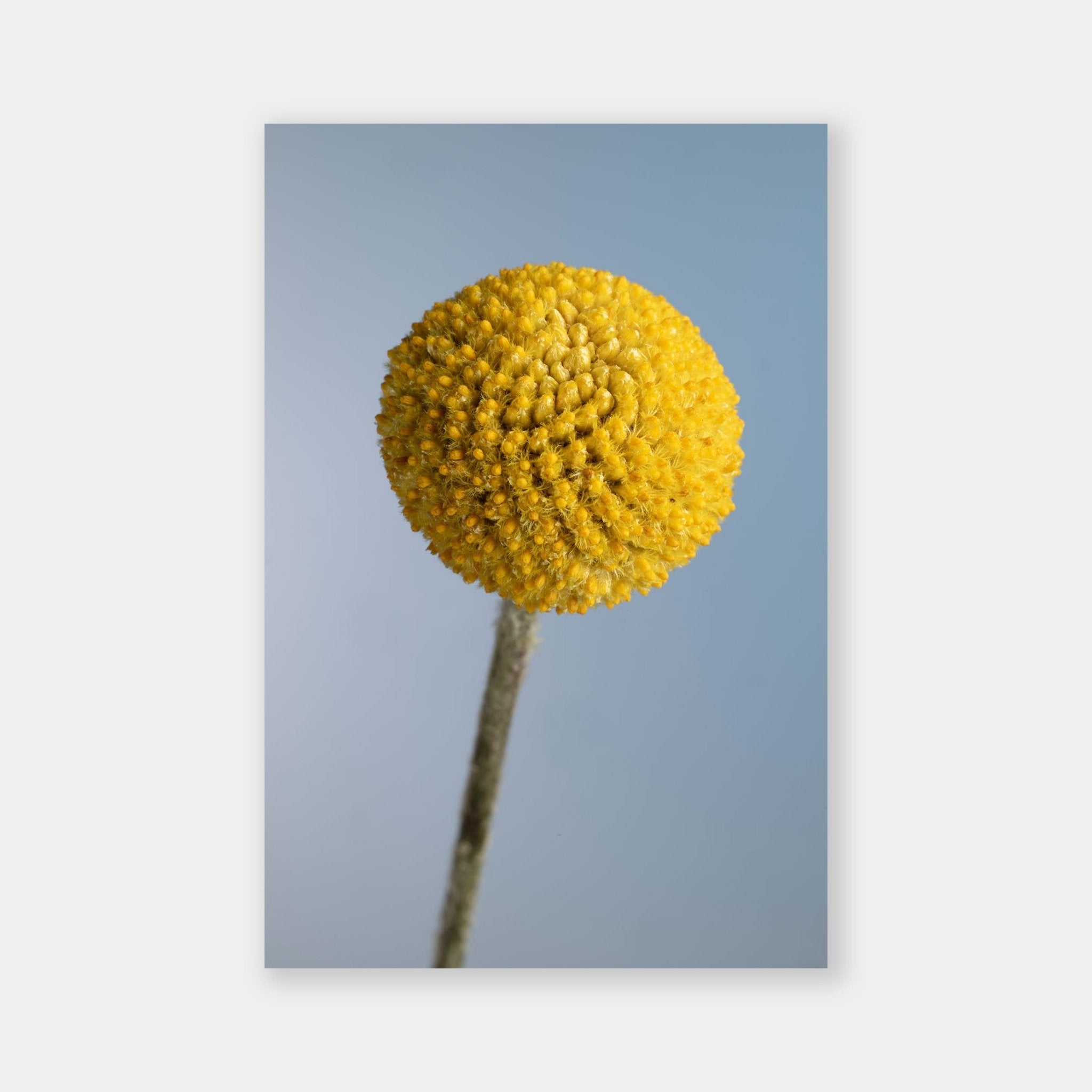 Craspedia su Celeste - OrygoFlora - 1 - Stampa fine art