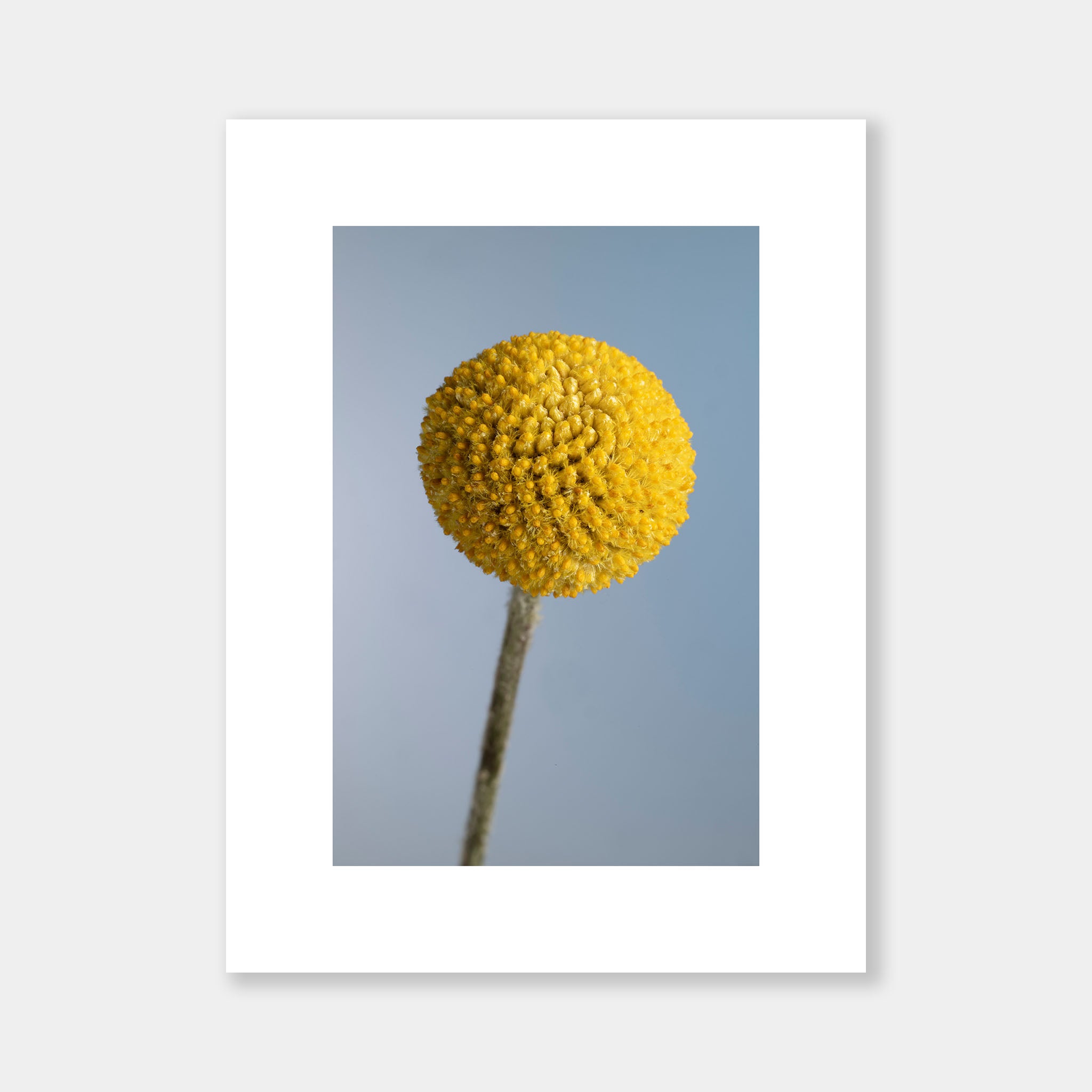 Craspedia su Celeste - OrygoFlora - 3 - Stampa fine art