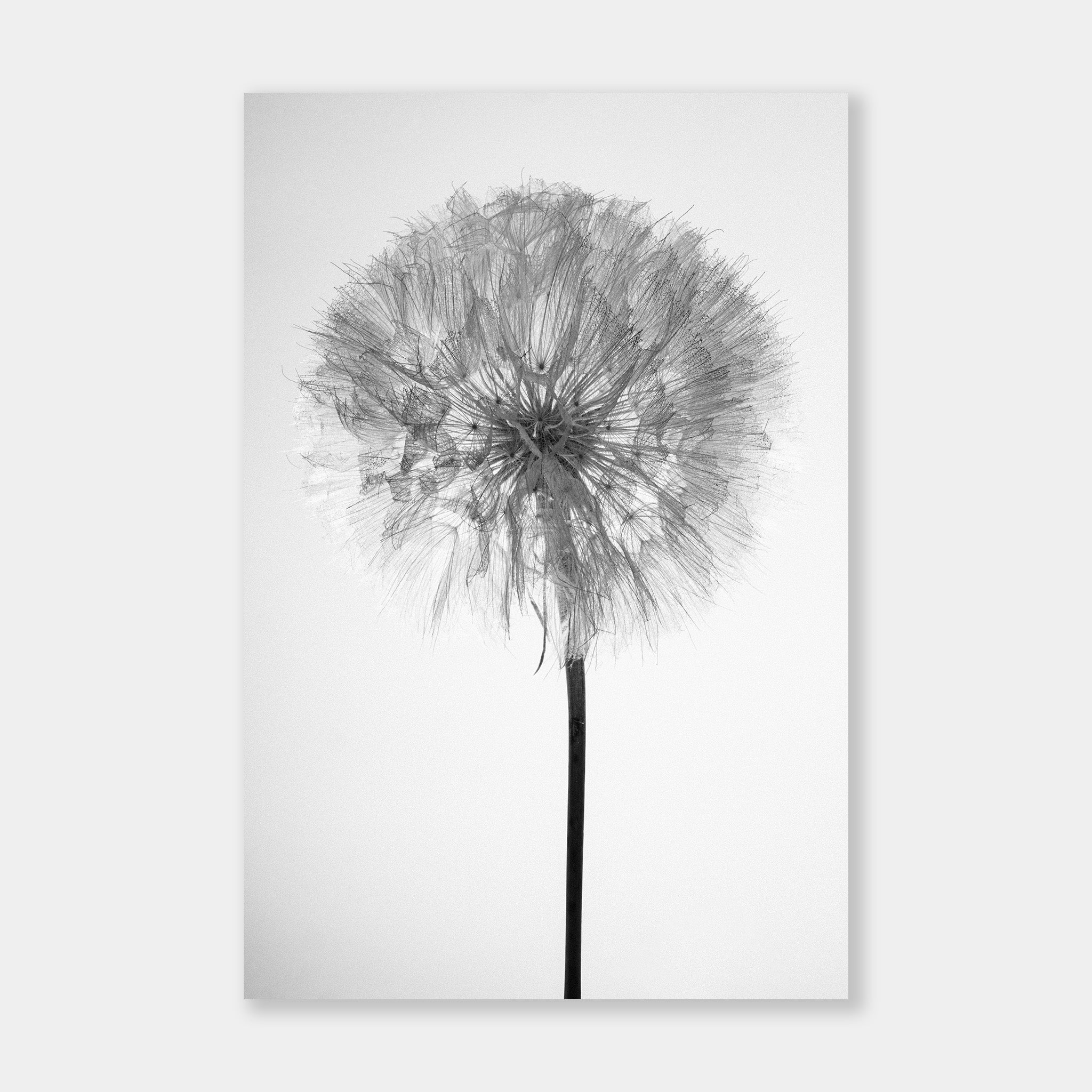 Dandelion - OrygoFlora - 1 - Stampa fine art