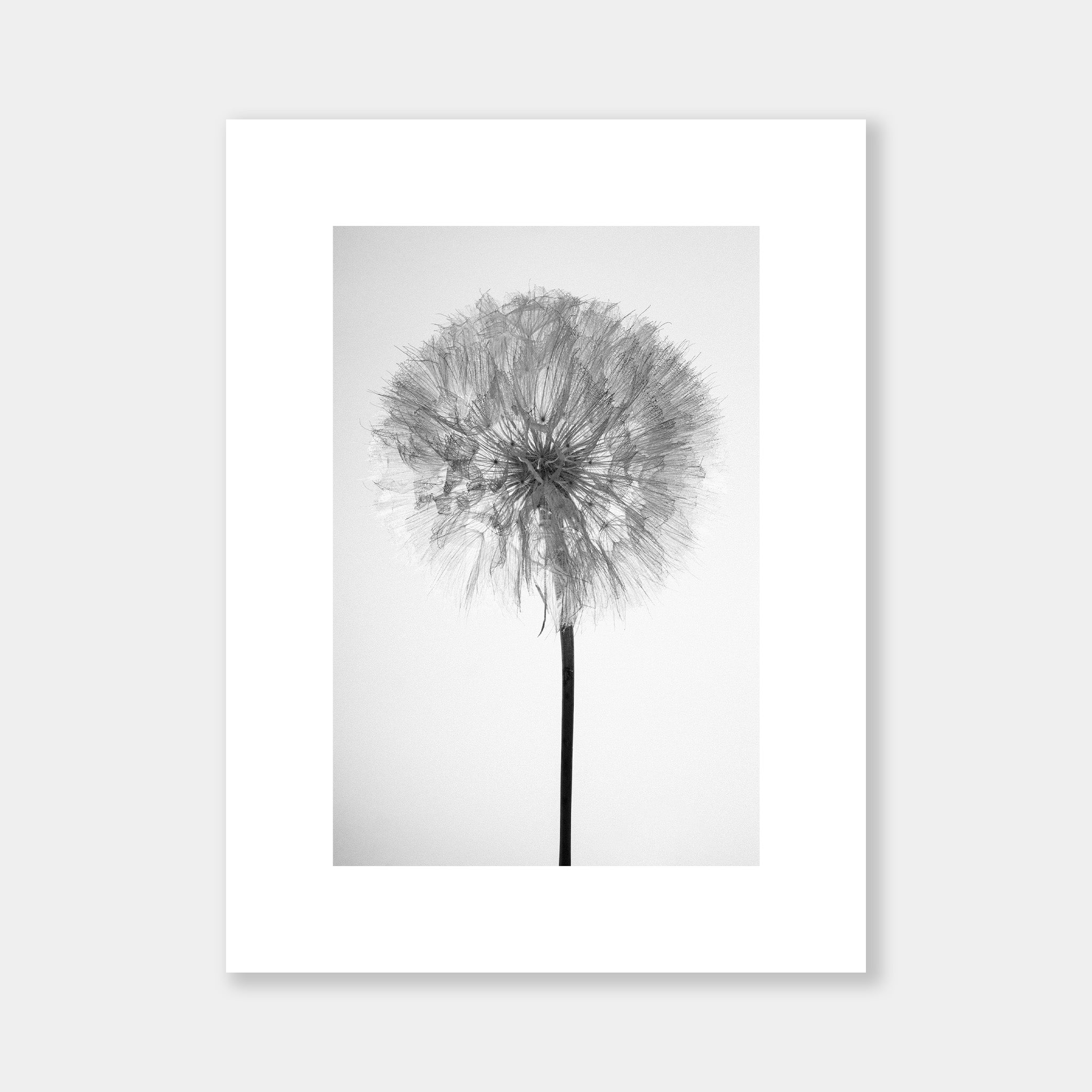 Dandelion - OrygoFlora - 4 - Stampa fine art