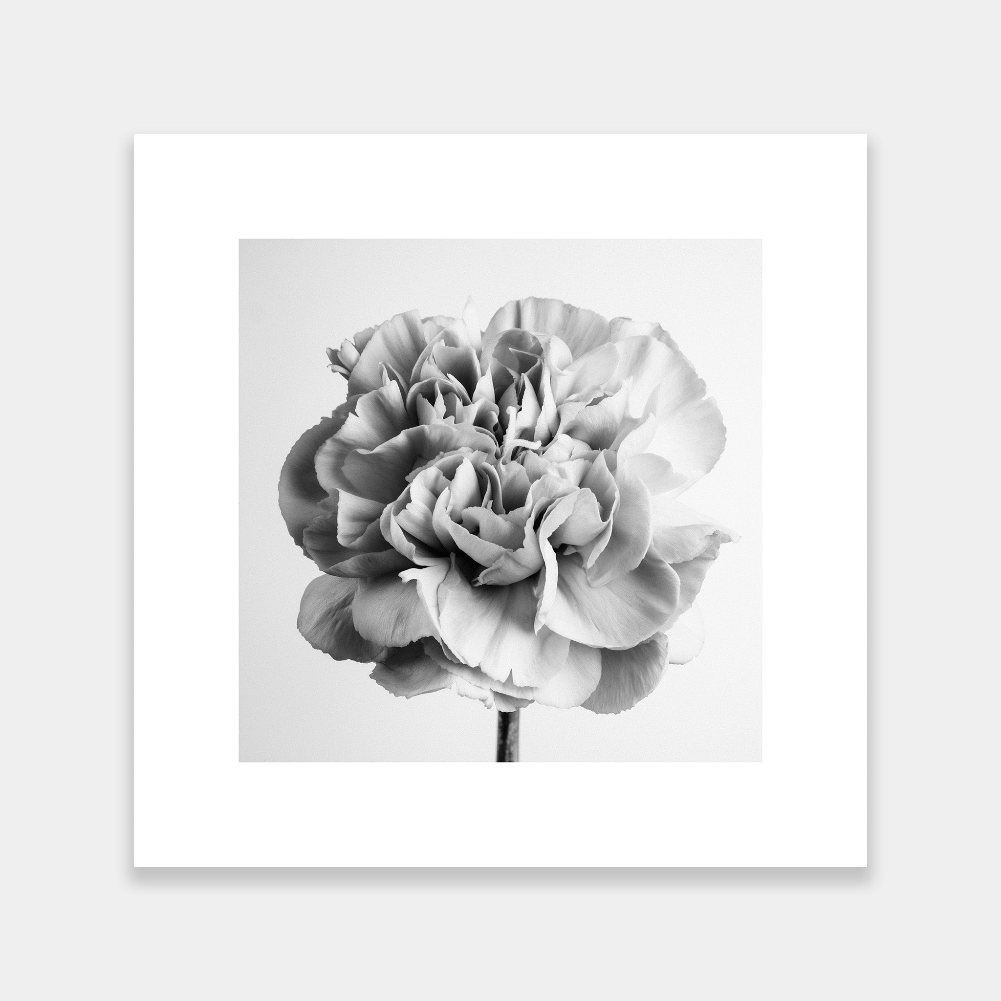 Dianthus BW - OrygoFlora - 6 - Stampa fine art