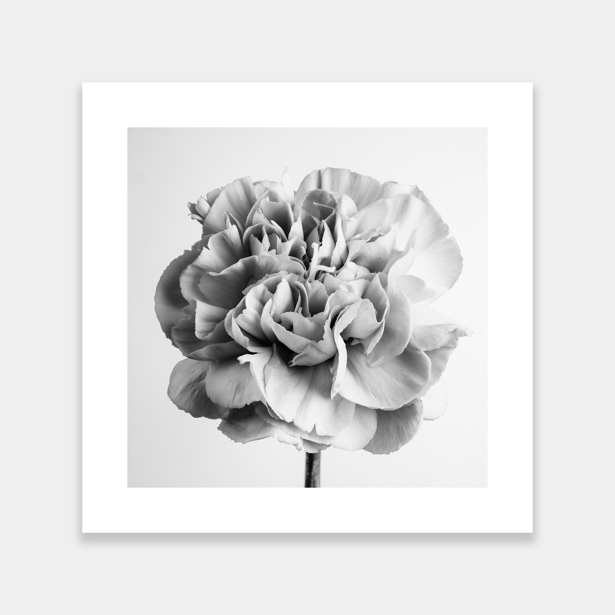 Dianthus BW - OrygoFlora - 3 - Stampa fine art