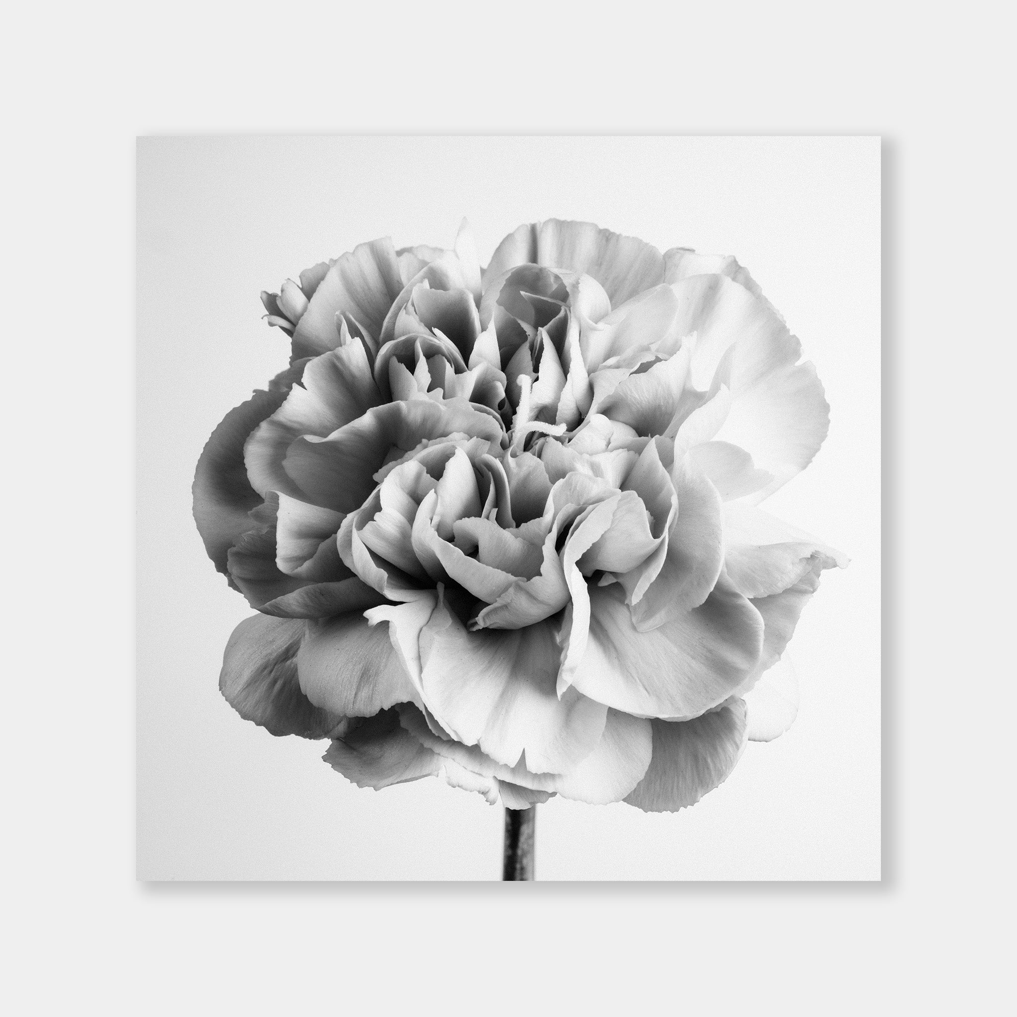 Dianthus BW - OrygoFlora - 1 - Stampa fine art