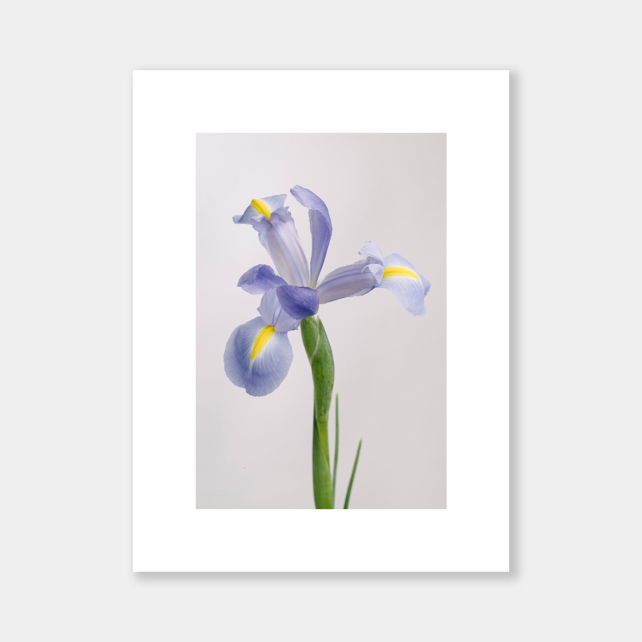 Iris Shanghai - OrygoFlora - 3 - Stampa fine art