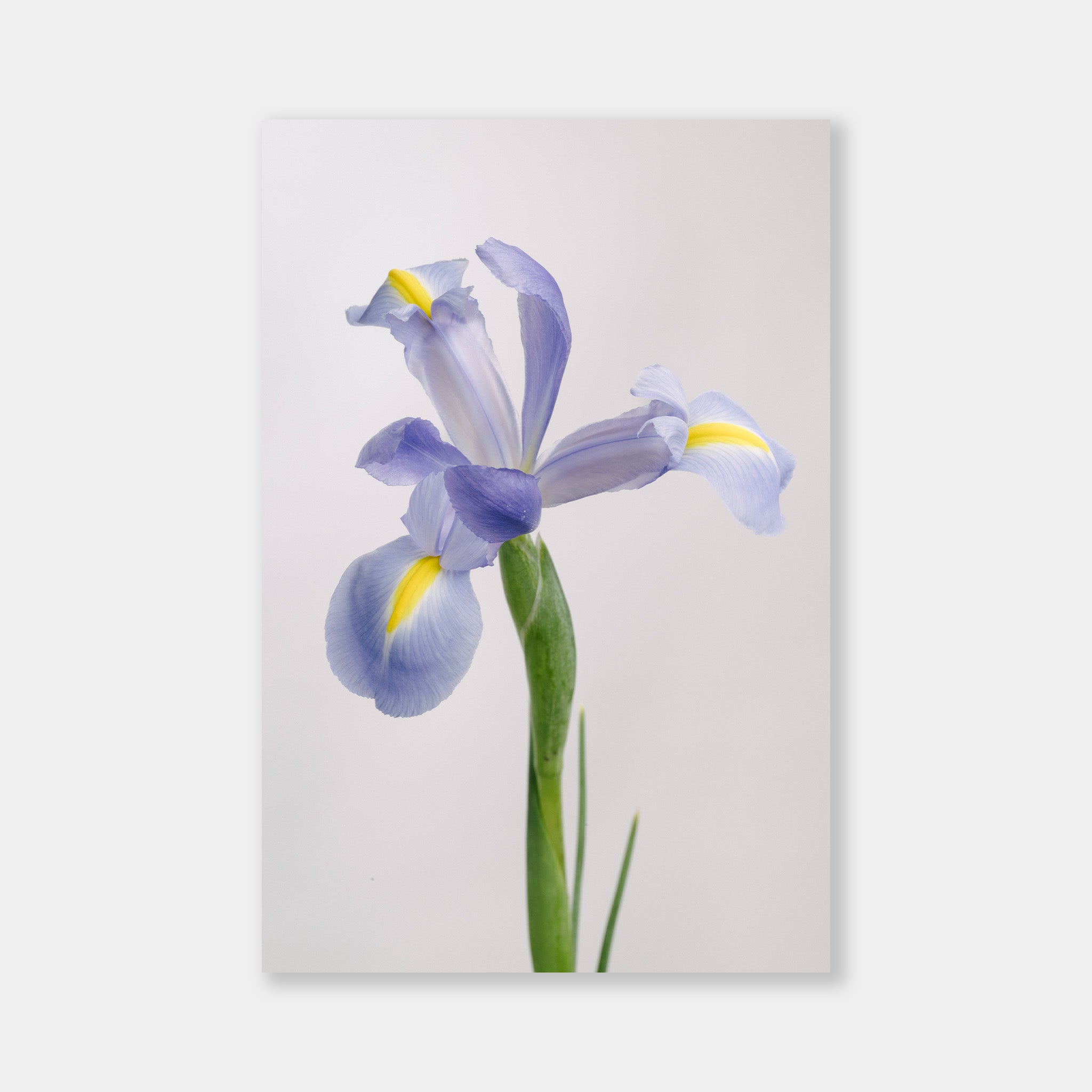 Iris Shanghai - OrygoFlora - 1 - Stampa fine art