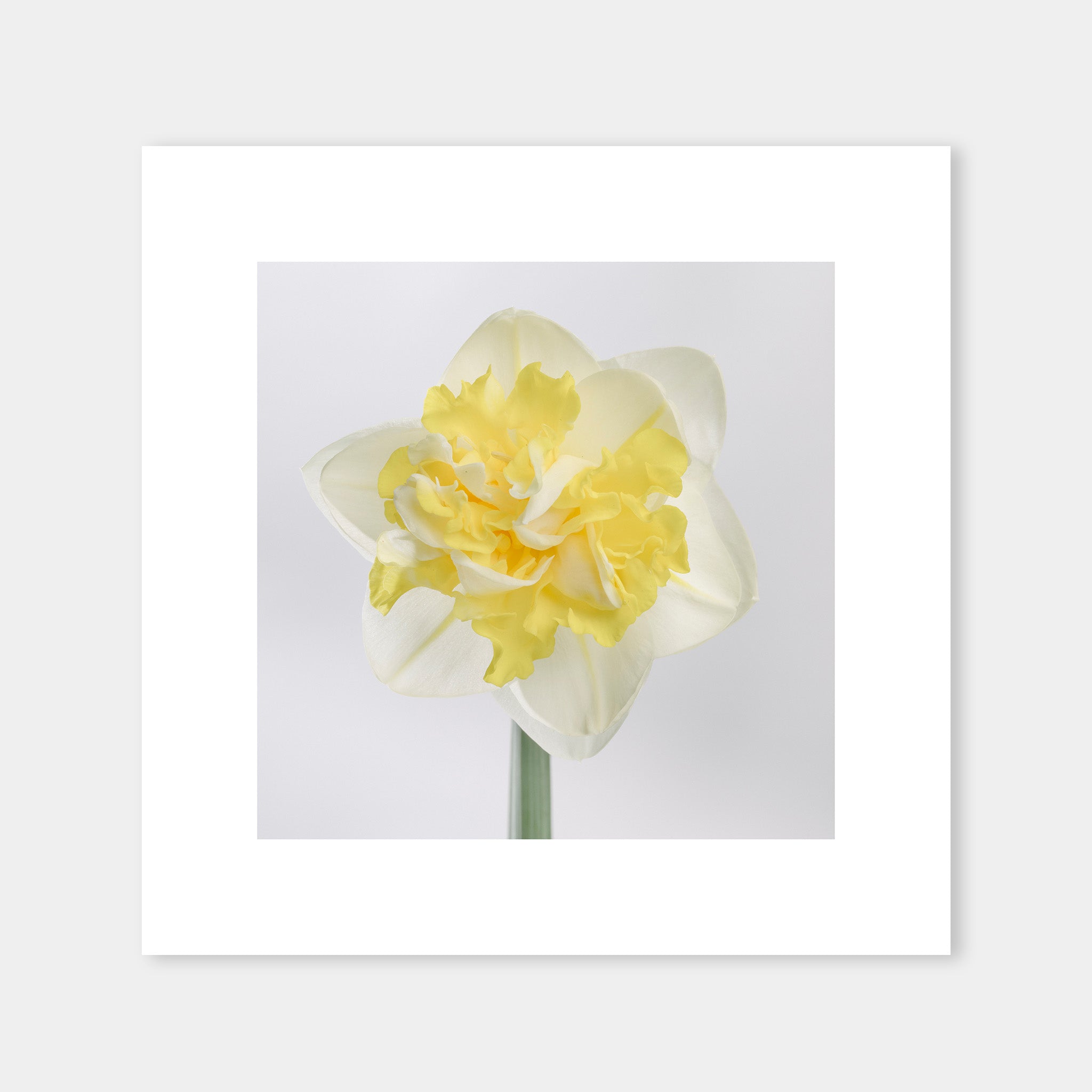 Narciso Giallo - OrygoFlora - 4 - Stampa fine art