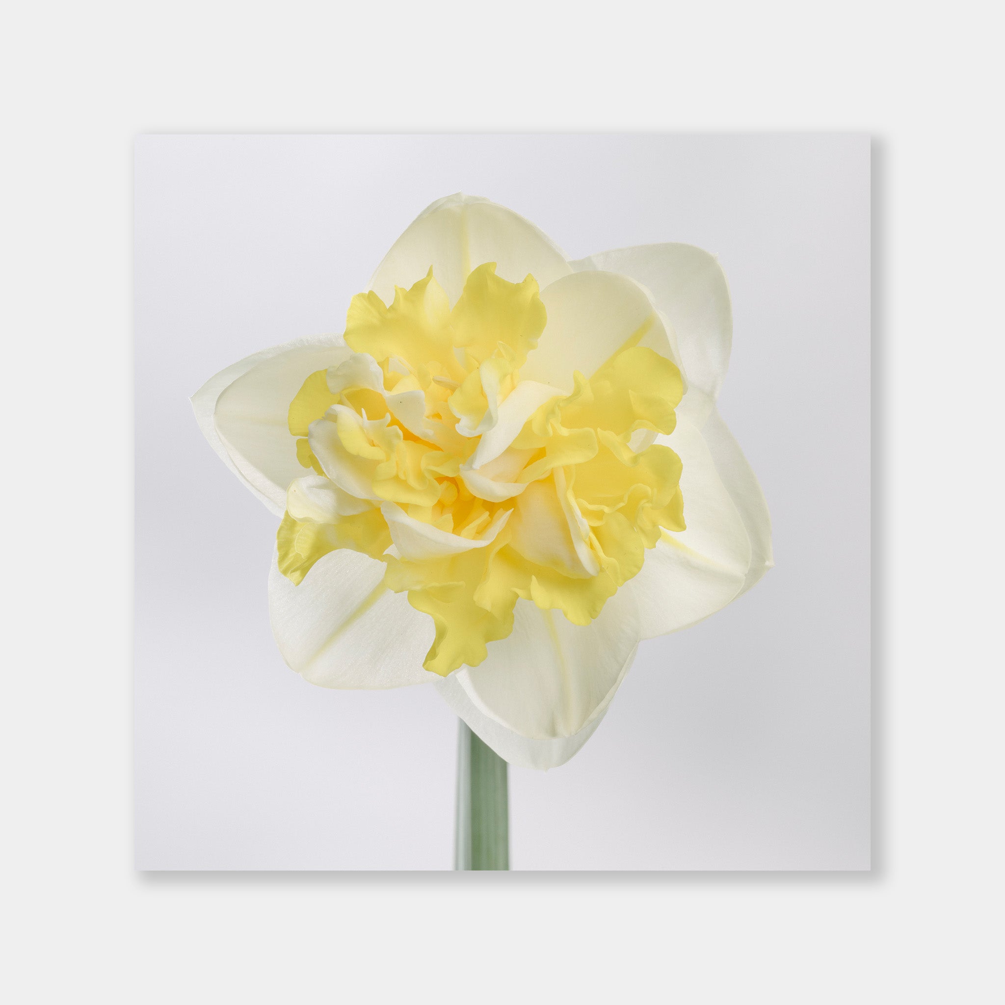 Narciso Giallo - OrygoFlora - 1 - Stampa fine art