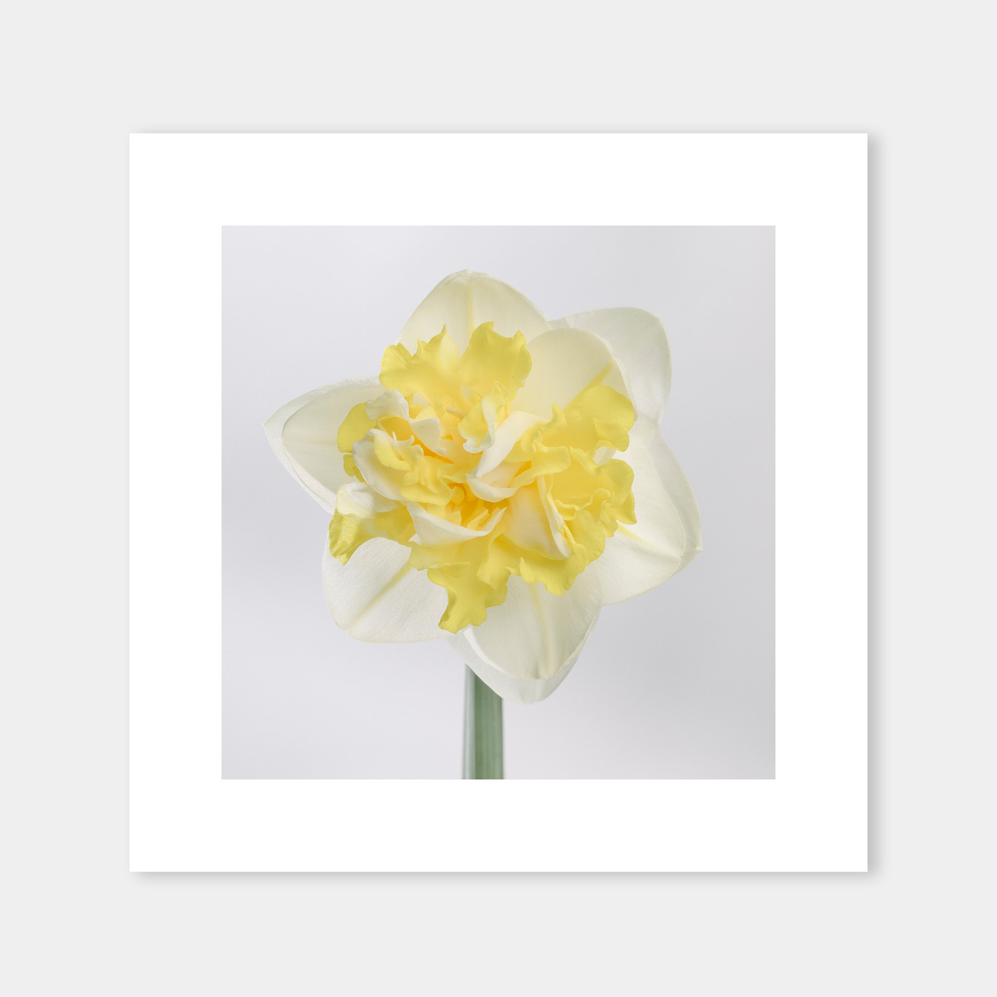 Narciso Giallo - OrygoFlora - 3 - Stampa fine art