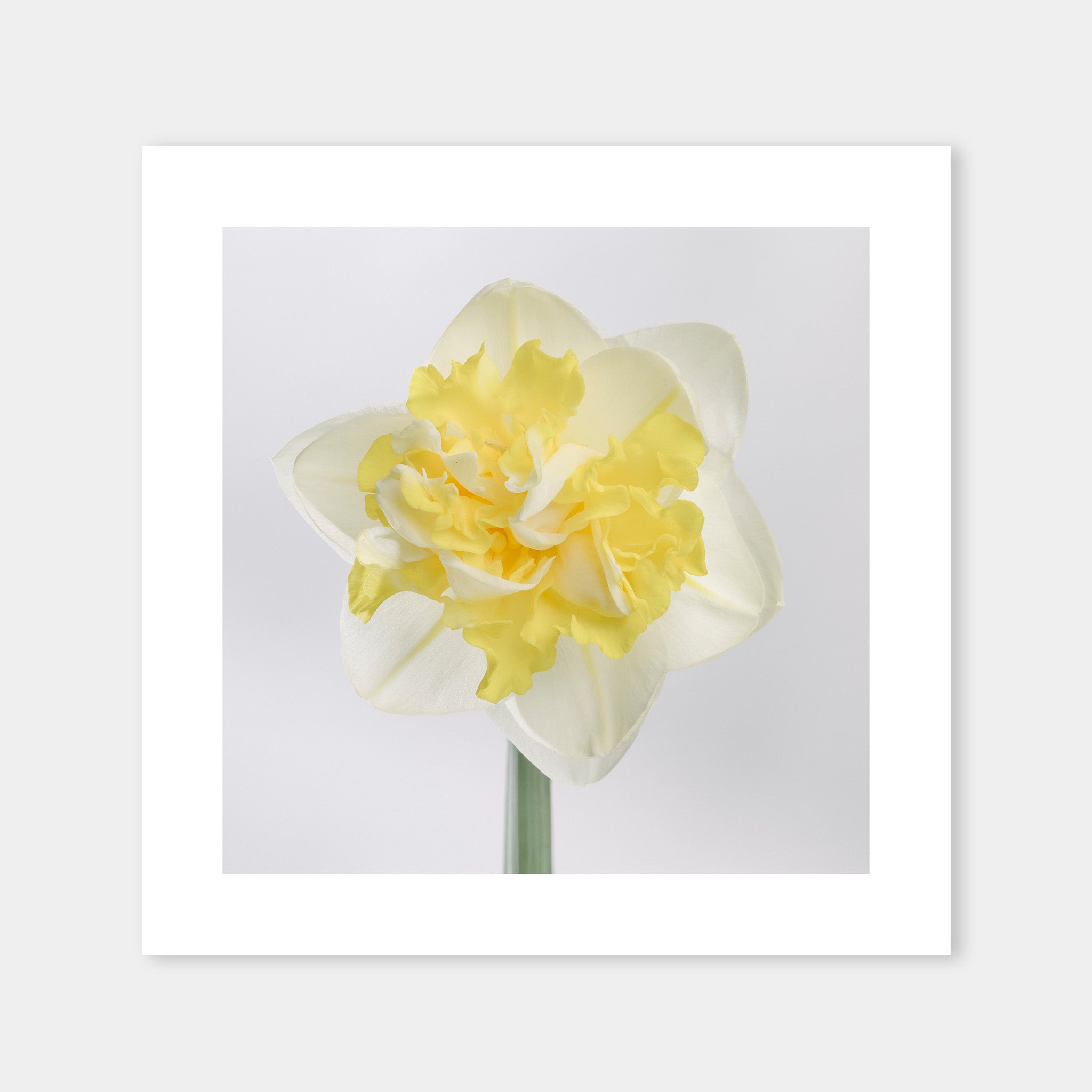 Narciso Giallo - OrygoFlora - 5 - Stampa fine art