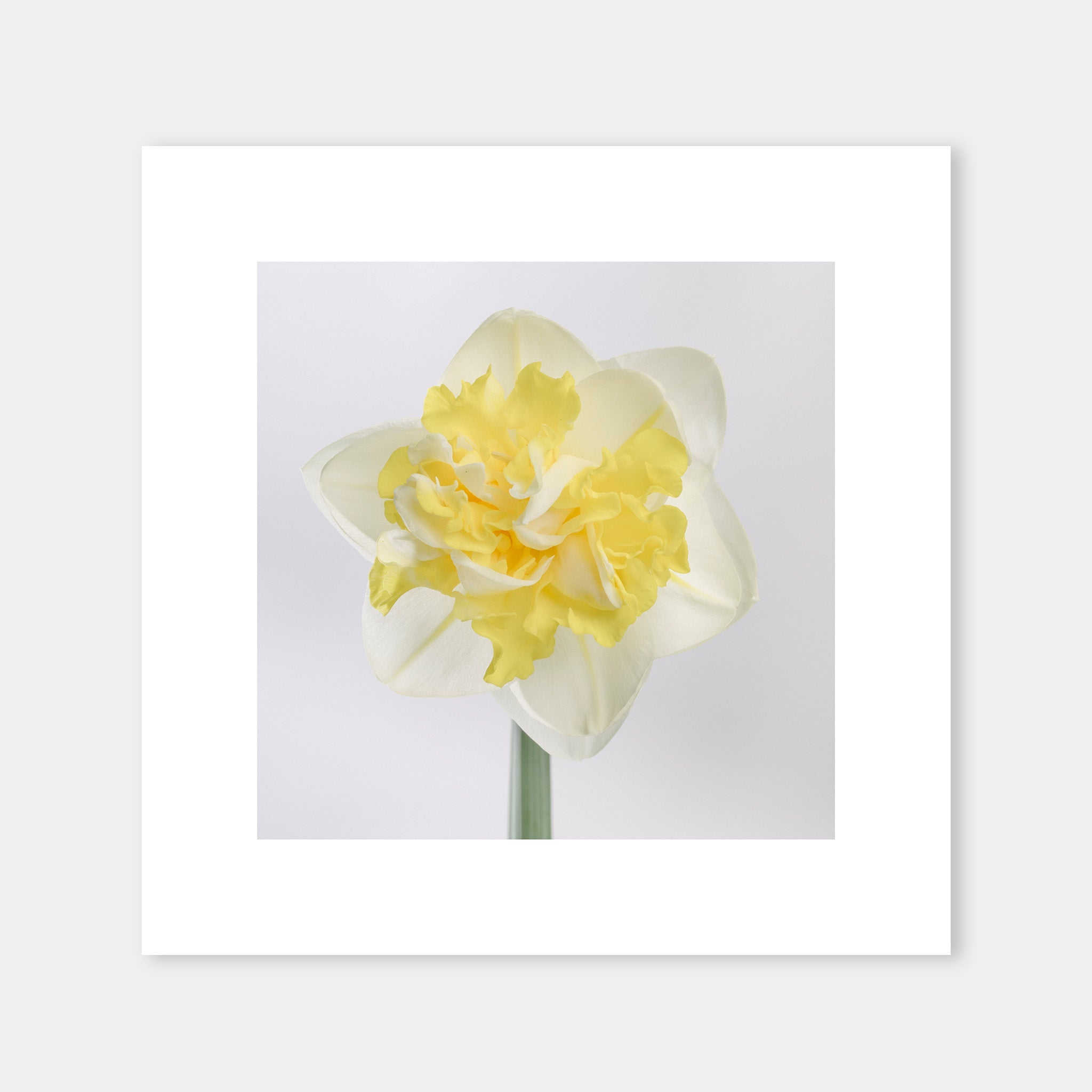 Narciso Giallo - OrygoFlora - 6 - Stampa fine art