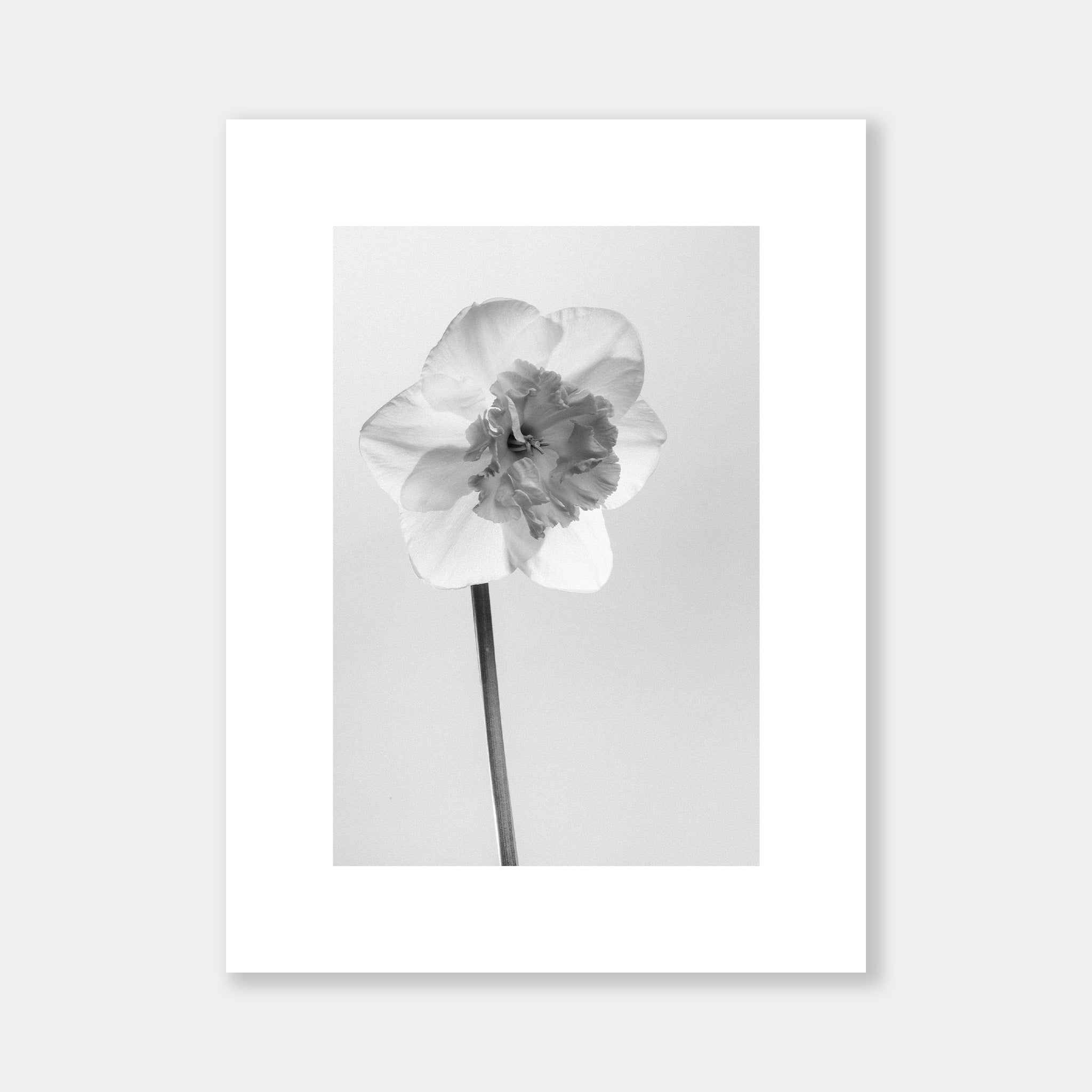 Narciso in Bianco e Nero - OrygoFlora - 3 - Stampa fine art