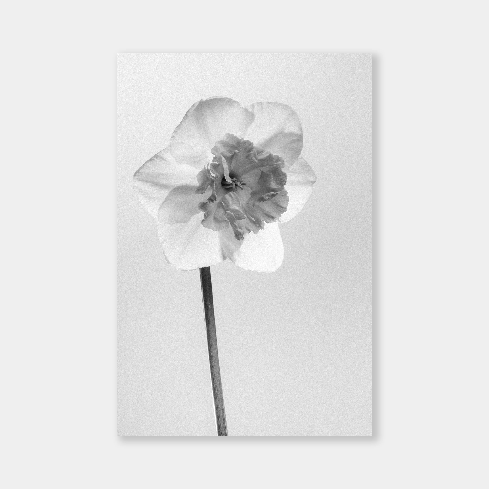 Narciso in Bianco e Nero - OrygoFlora - 1 - Stampa fine art