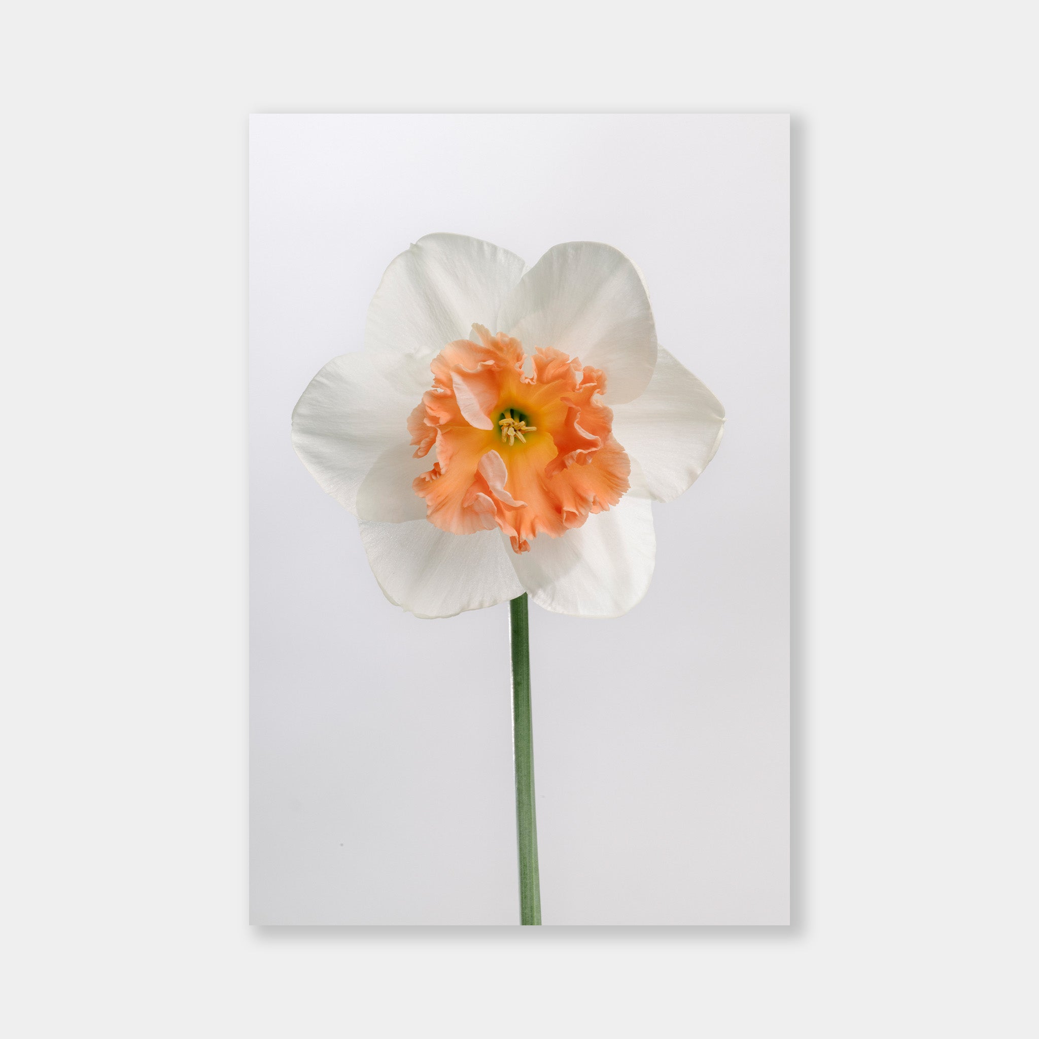 Narico Arancio - OrygoFlora - 1 - Stampa fine art