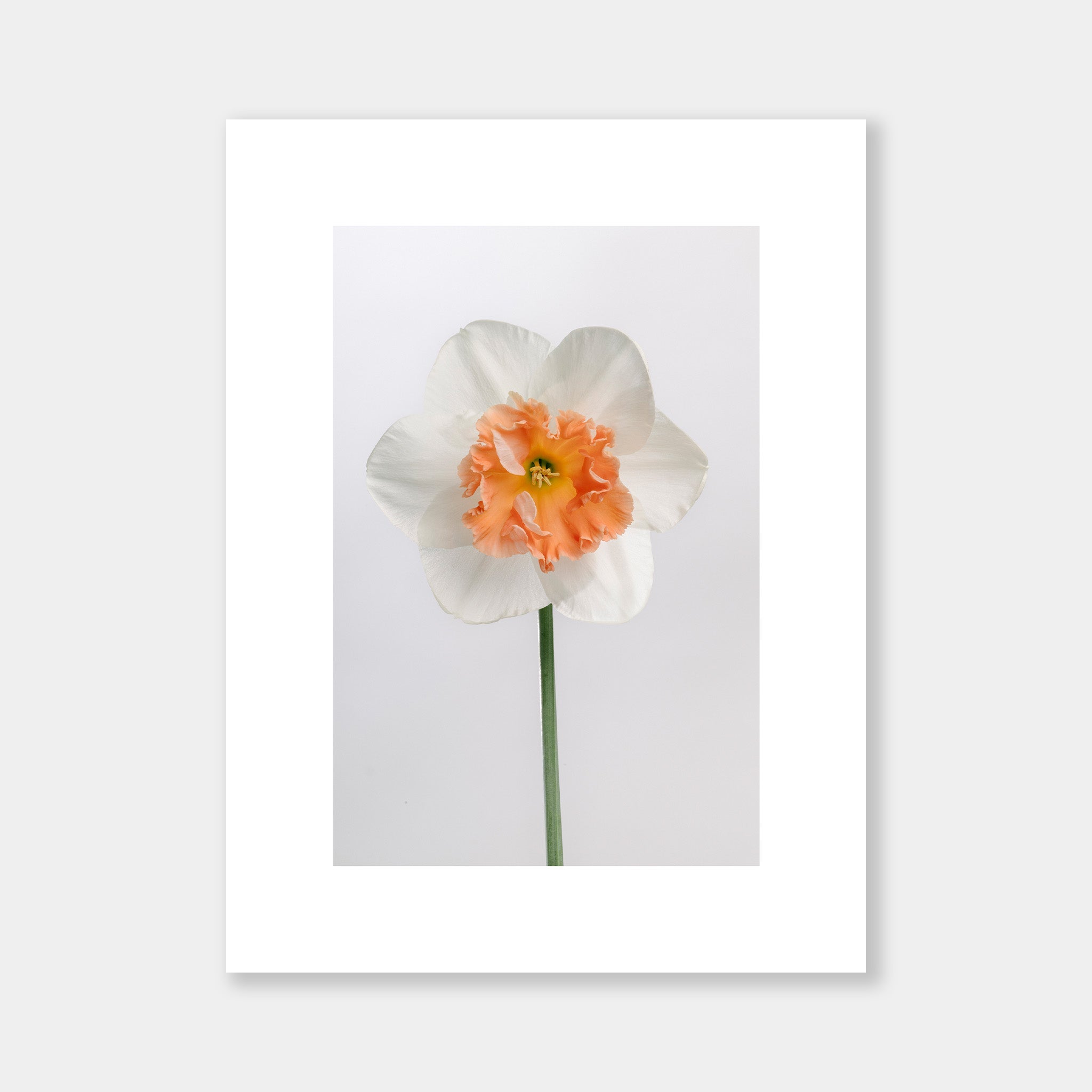 Narico Arancio - OrygoFlora - 3 - Stampa fine art