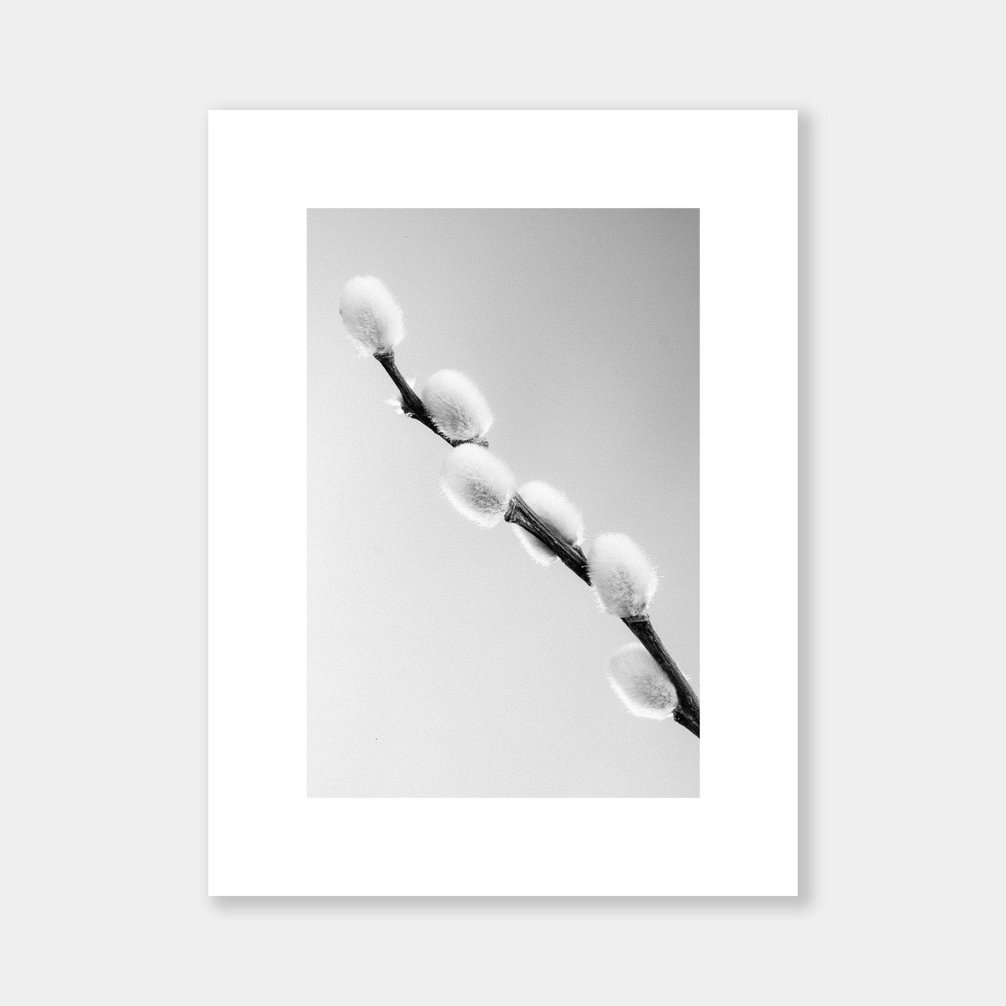 Salix Caprea BW - OrygoFlora - 3 - Stampa fine art