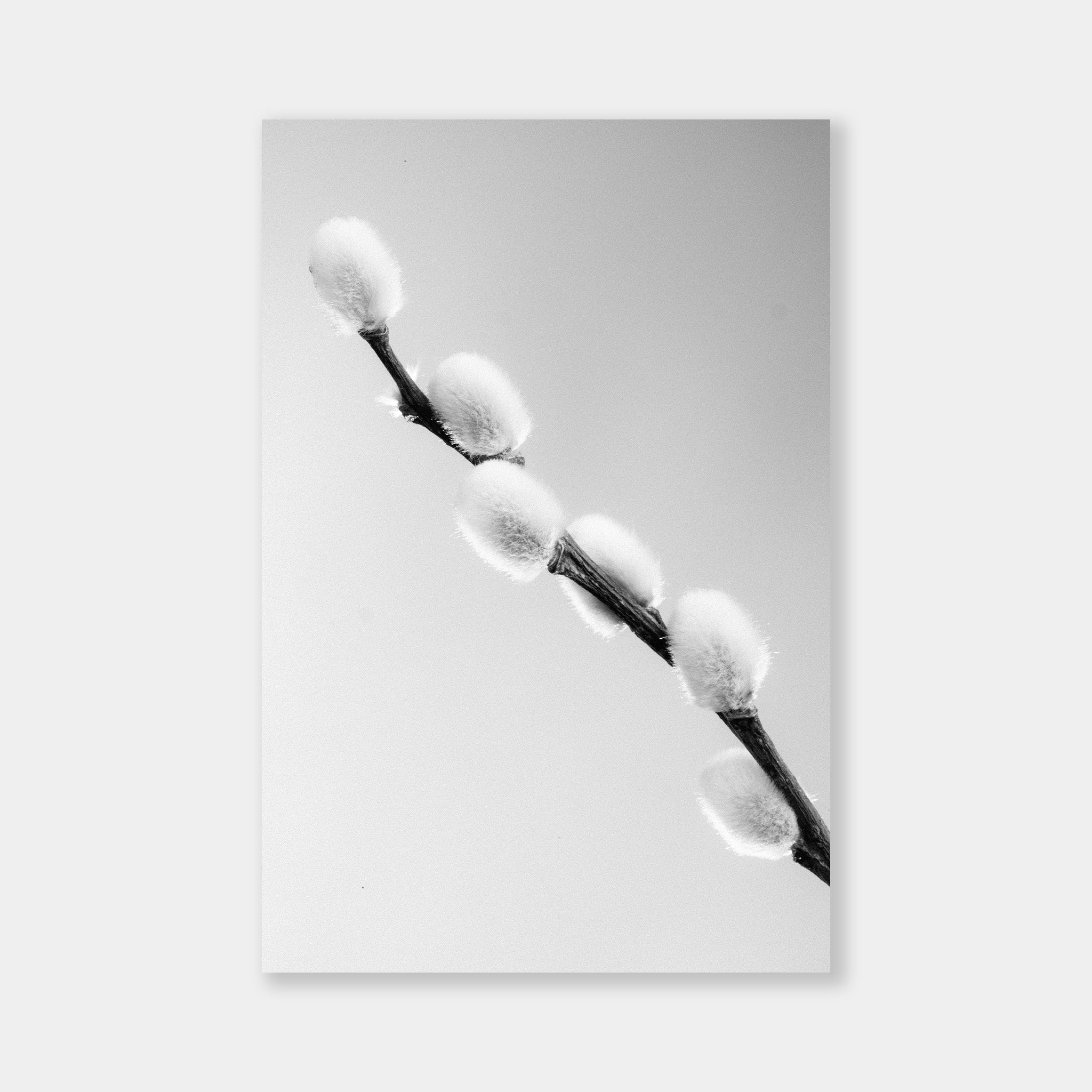 Salix Caprea BW - OrygoFlora - 1 - Stampa fine art