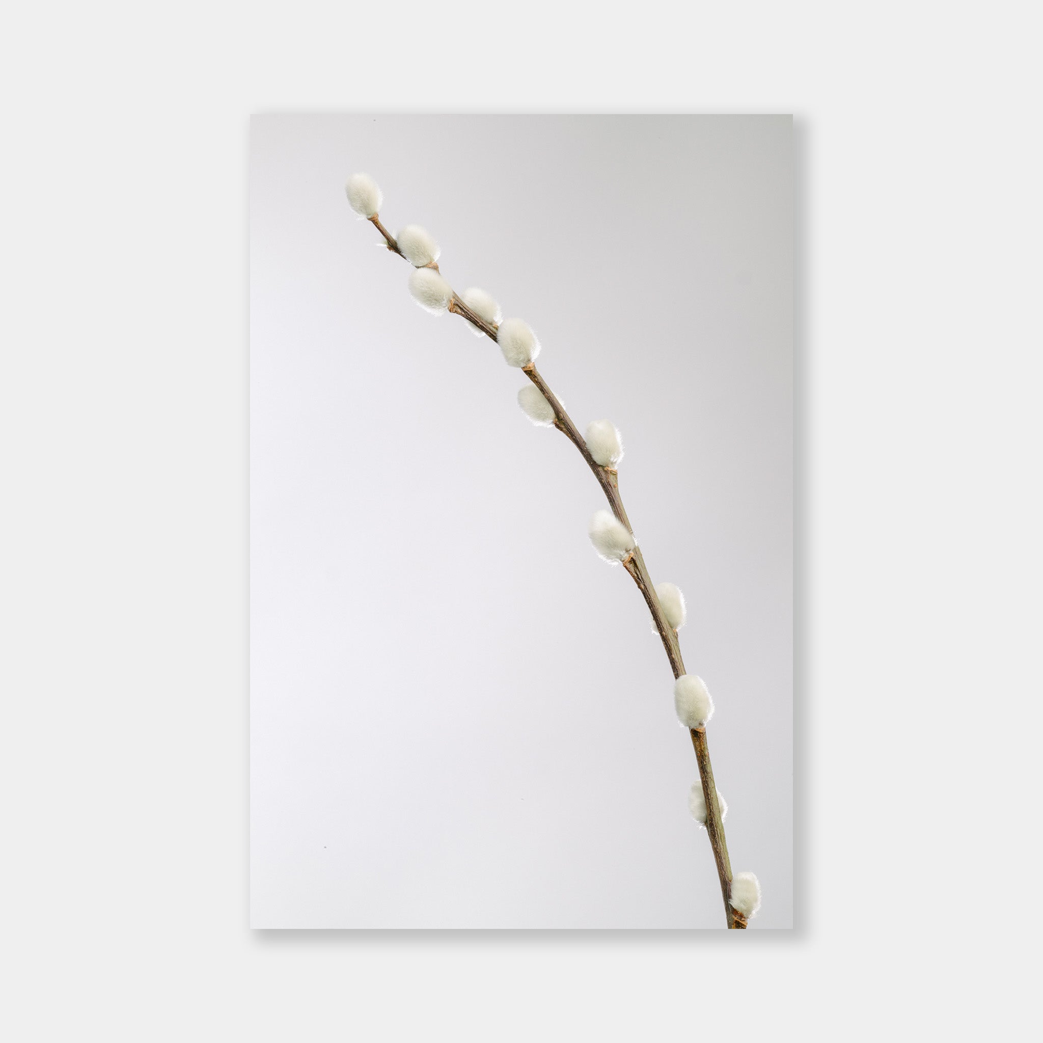 Salix Caprea - OrygoFlora - 1 - Stampa fine art