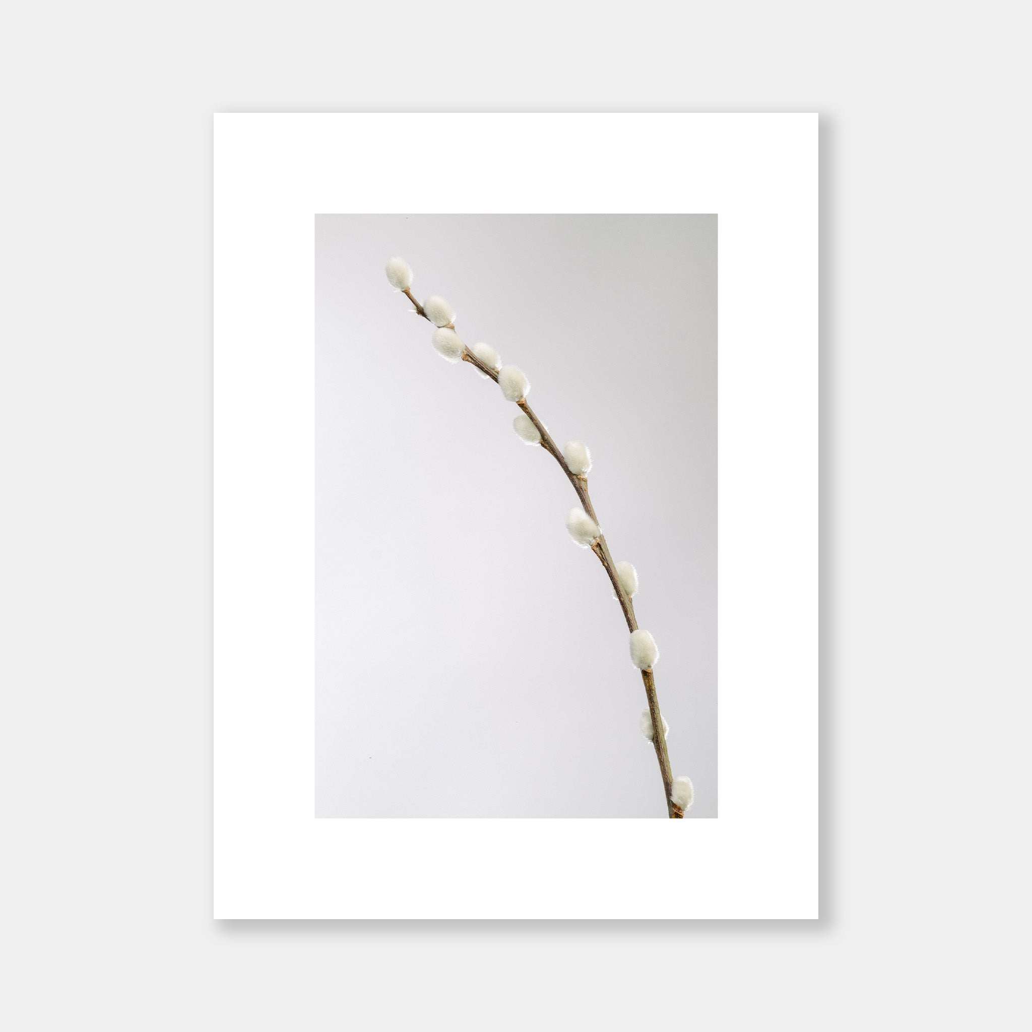 Salix Caprea - OrygoFlora - 3 - Stampa fine art