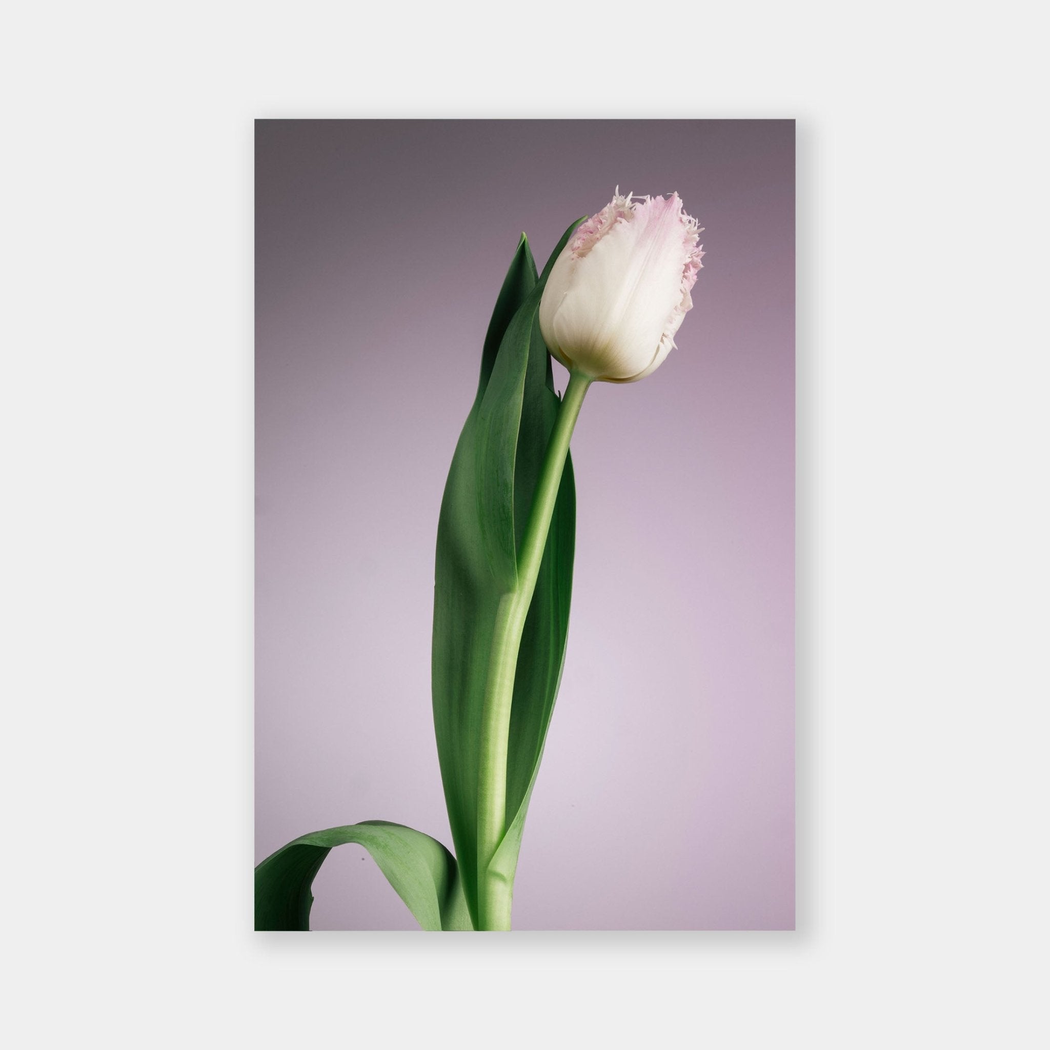 Tulipa Holly Mae su lilla - OrygoFlora - 1 - Stampa fine art