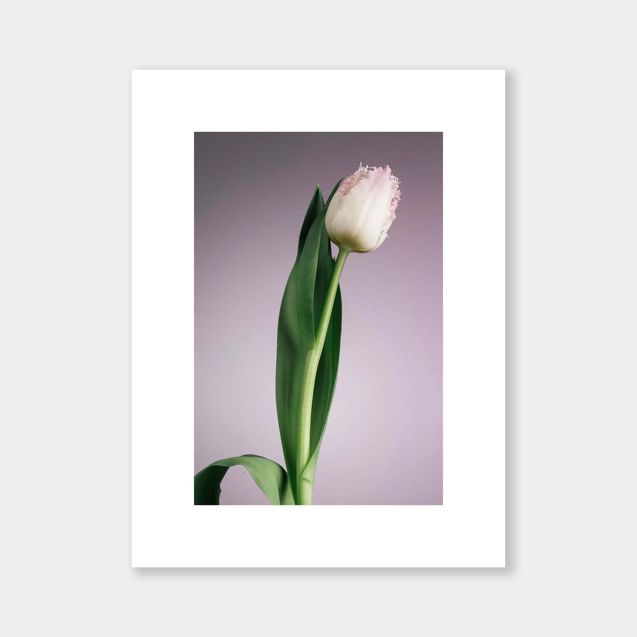 Tulipa Holly Mae su lilla - OrygoFlora - 3 - Stampa fine art