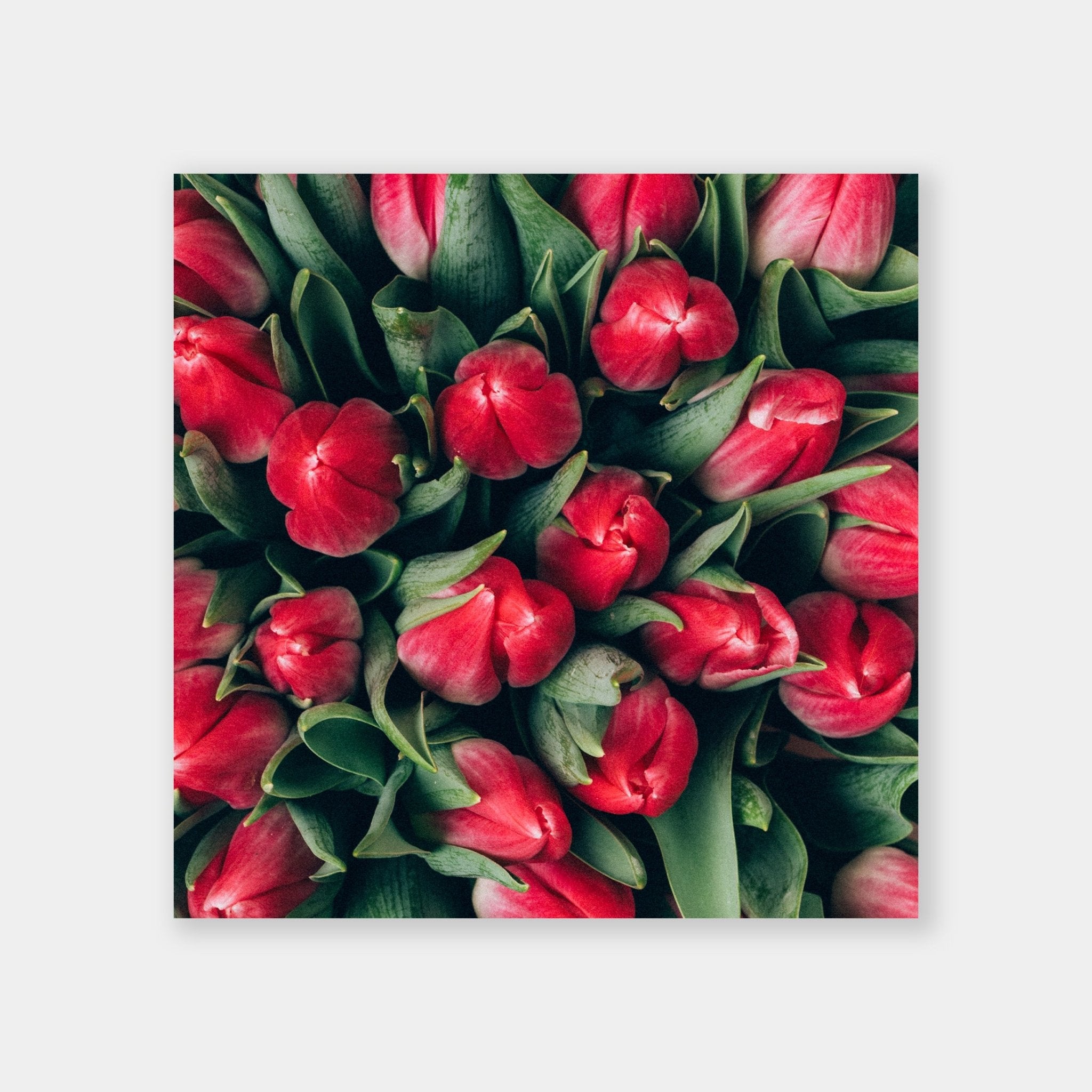 Tulipani Rossi - OrygoFlora - 1 - Stampa fine art