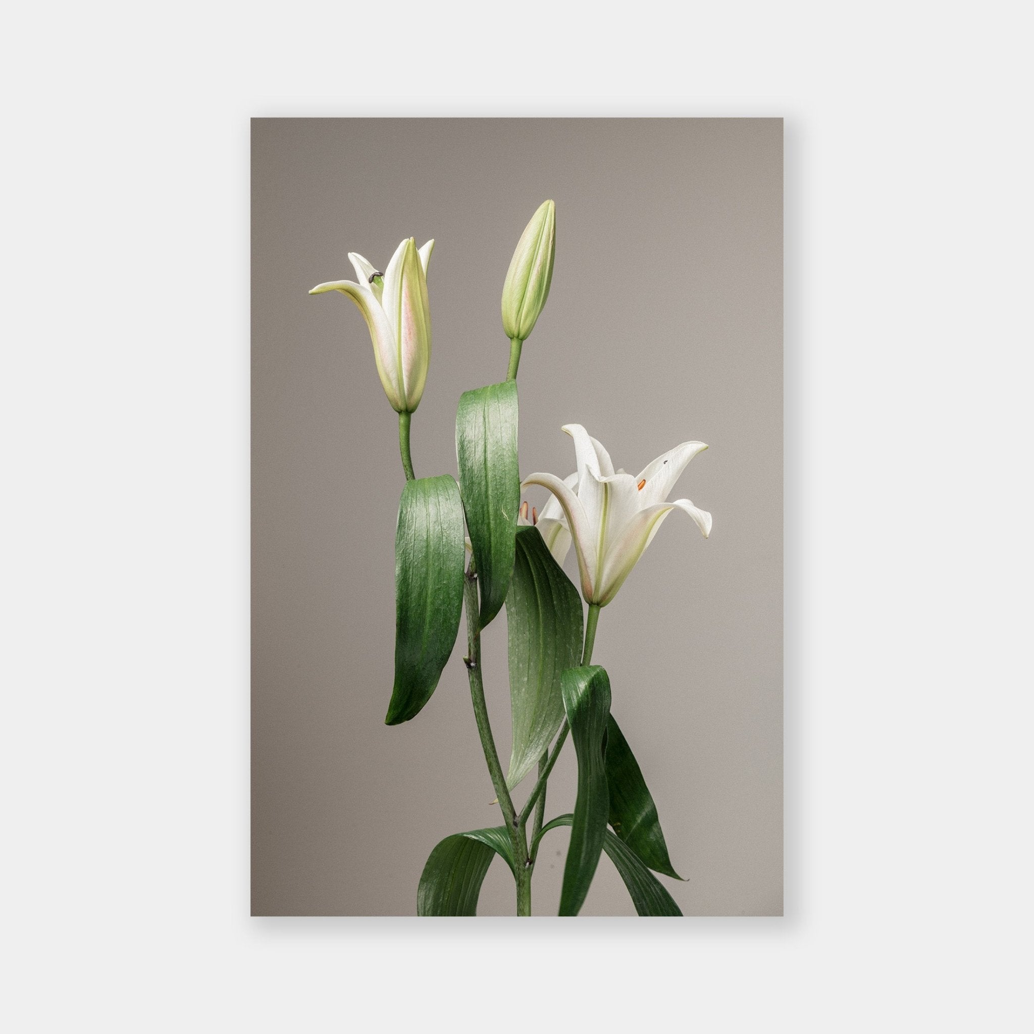White Lilium - OrygoFlora - 1 - Stampa fine art