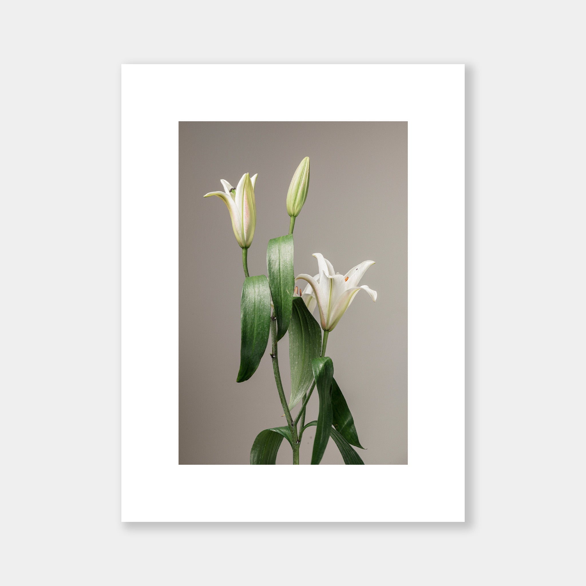 White Lilium - OrygoFlora - 4 - Stampa fine art