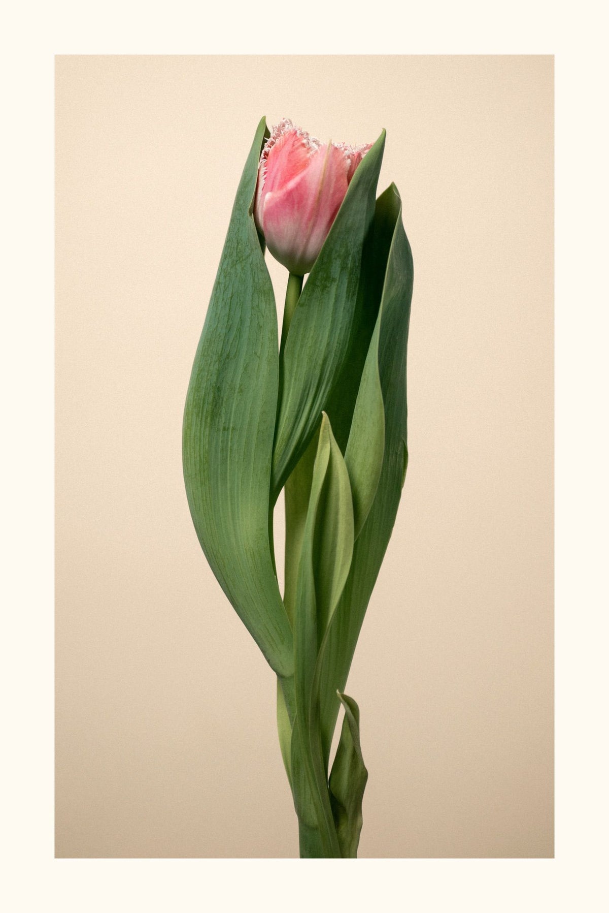 Tulipano merletto rosa Aurea