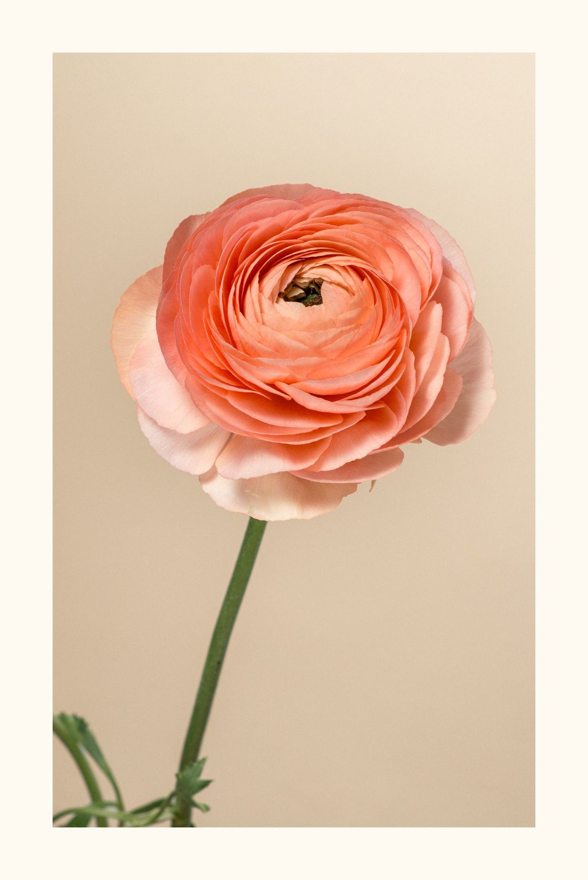 Ranuncolo Corallo Aurea