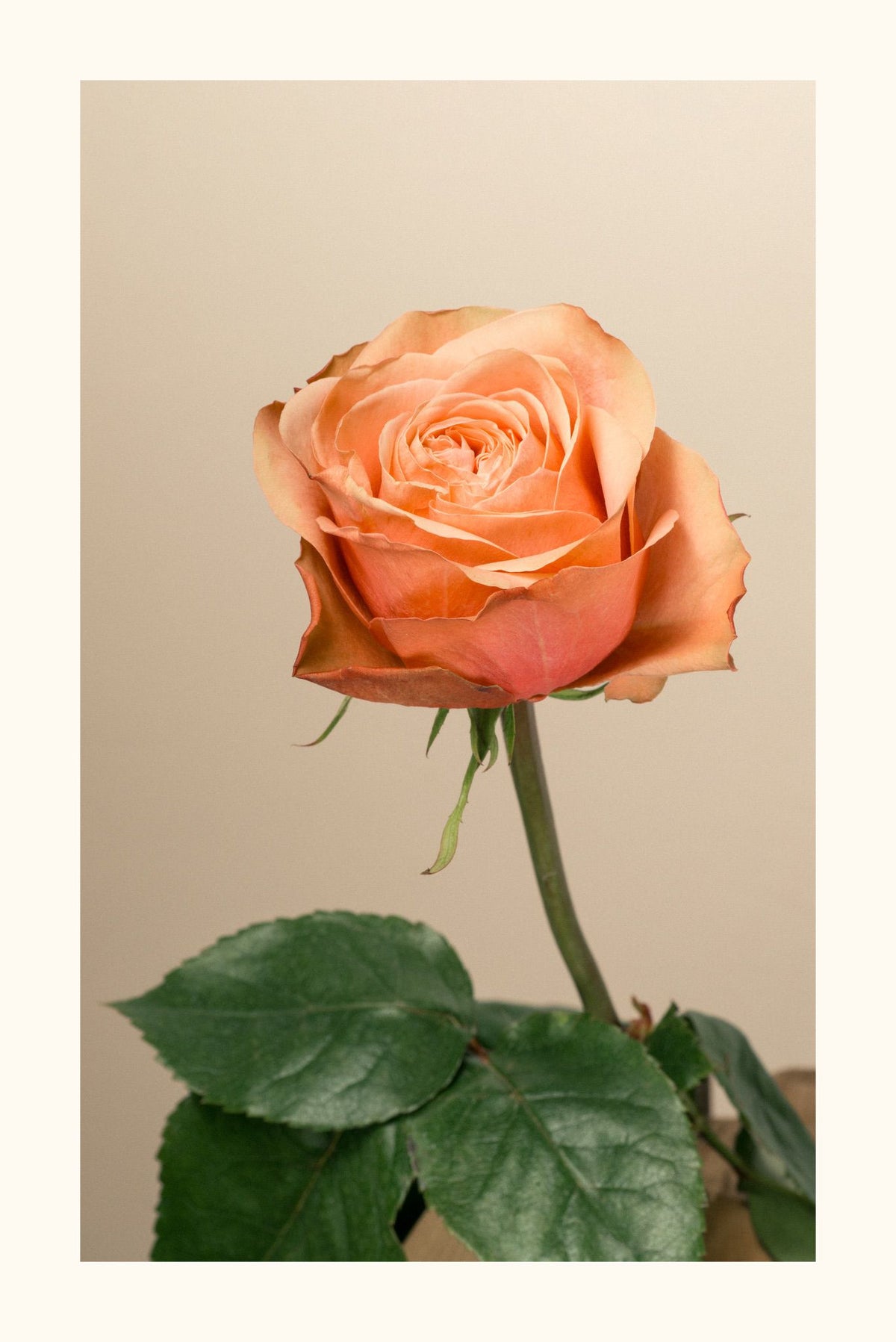 Rosa pesca Aurea