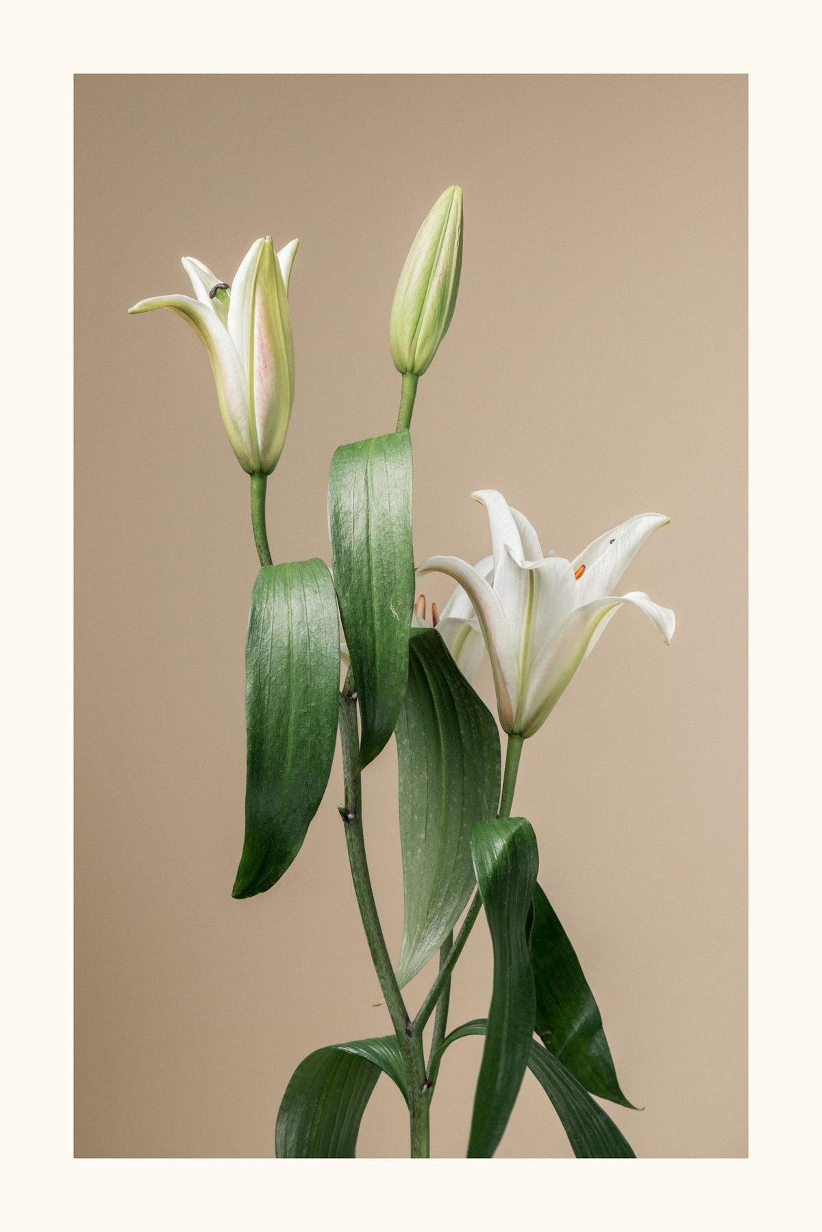 White Lilium Aurea