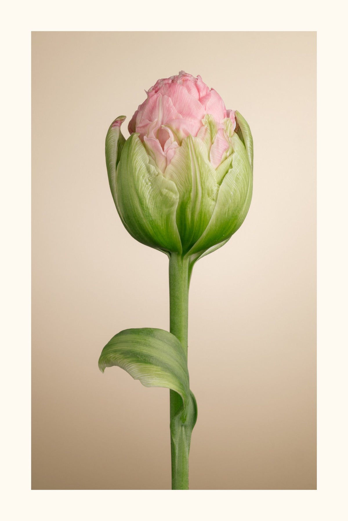 Tulipa Ice Cream Aurea