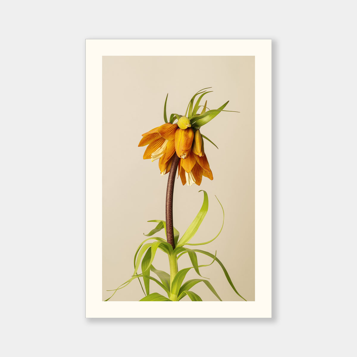 Fritillaria Imperialis Aurea