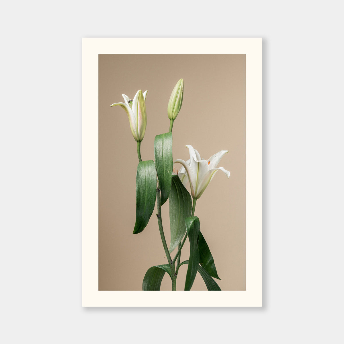 White Lilium Aurea